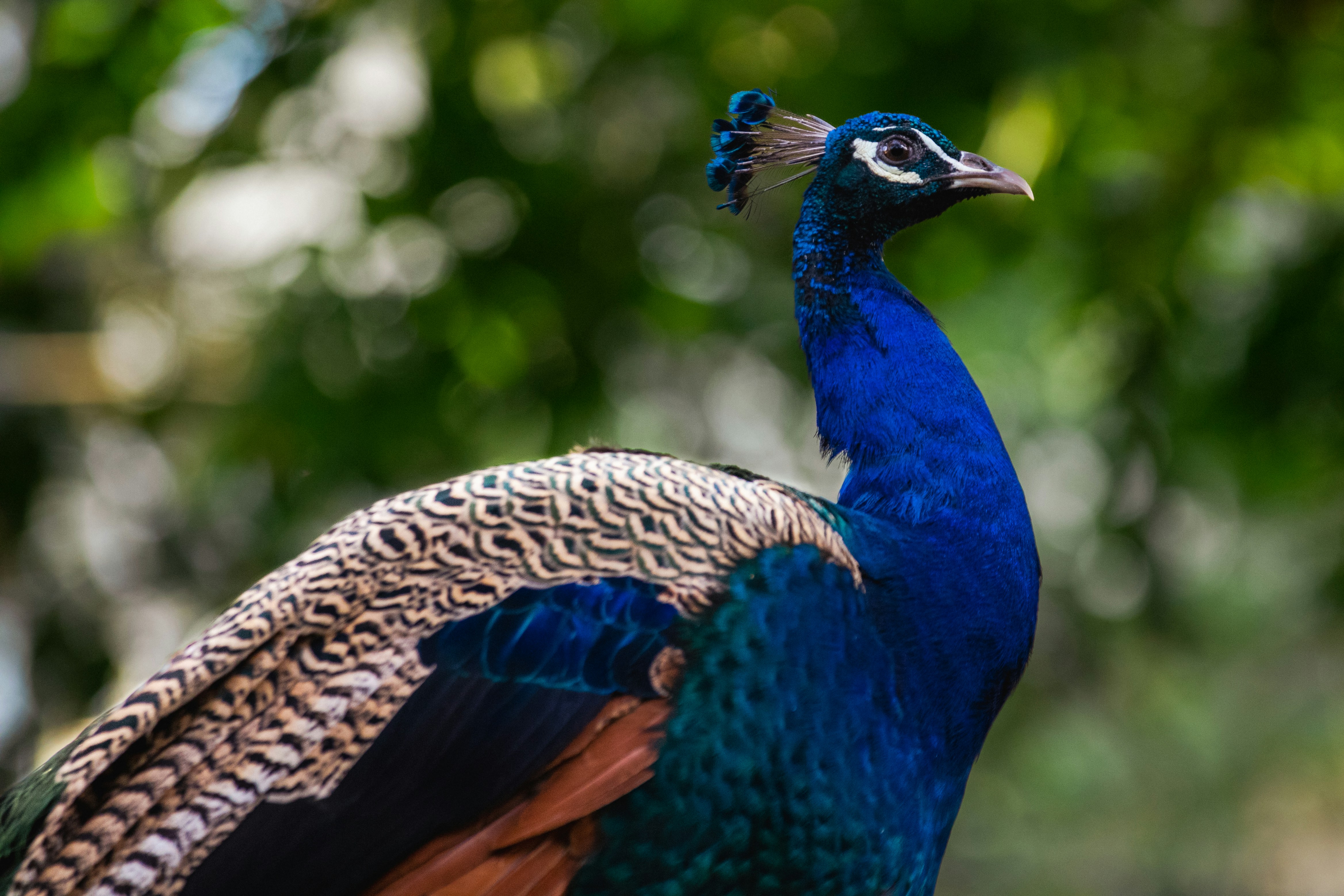 Photo by priyanka_gokul