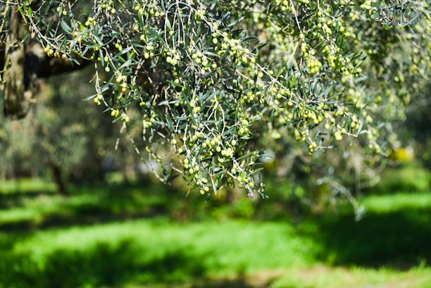 An olive tree with lots of green leaves