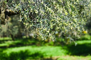 An olive tree with lots of green leaves