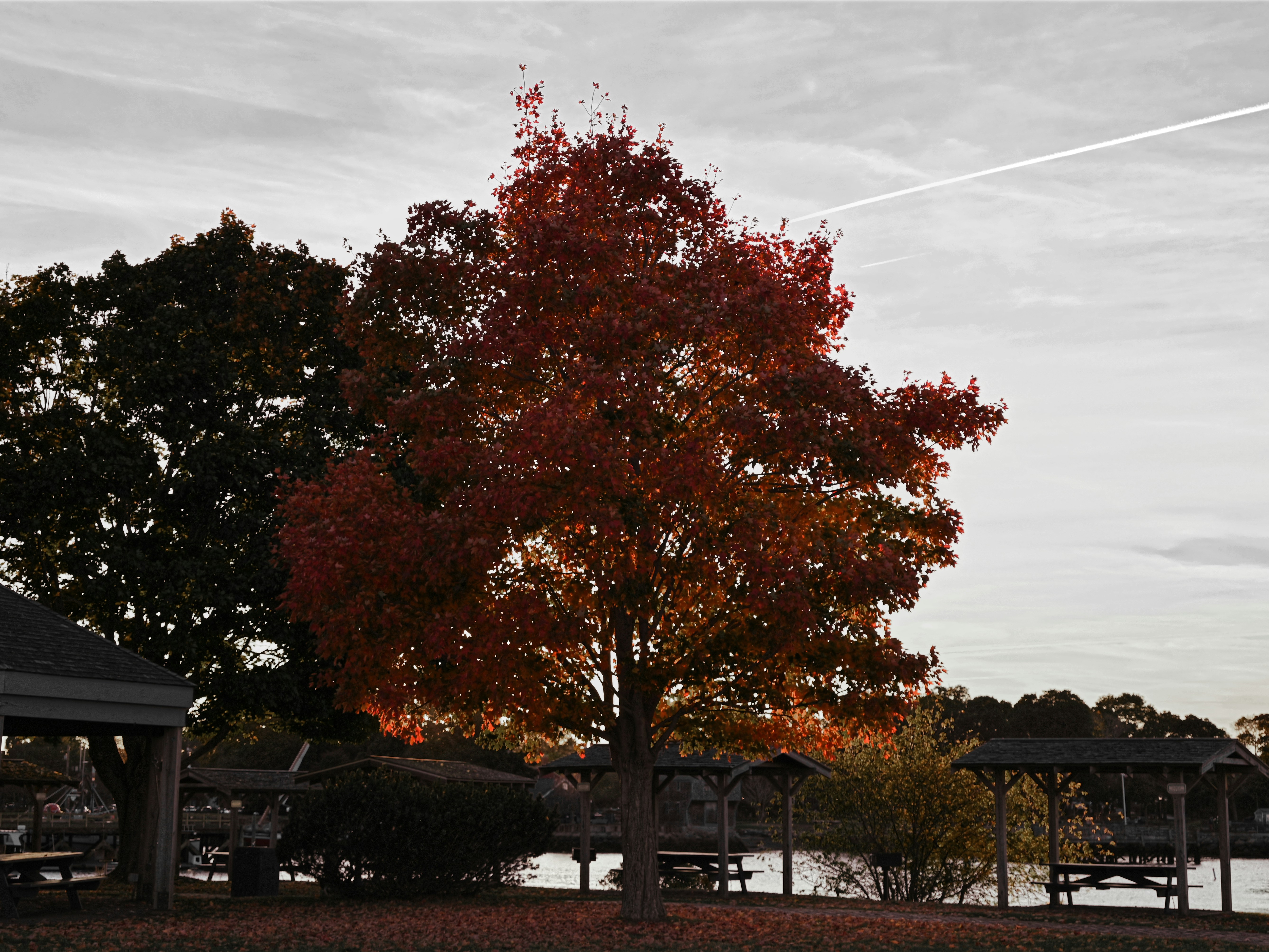 A couple of trees that are in the grass