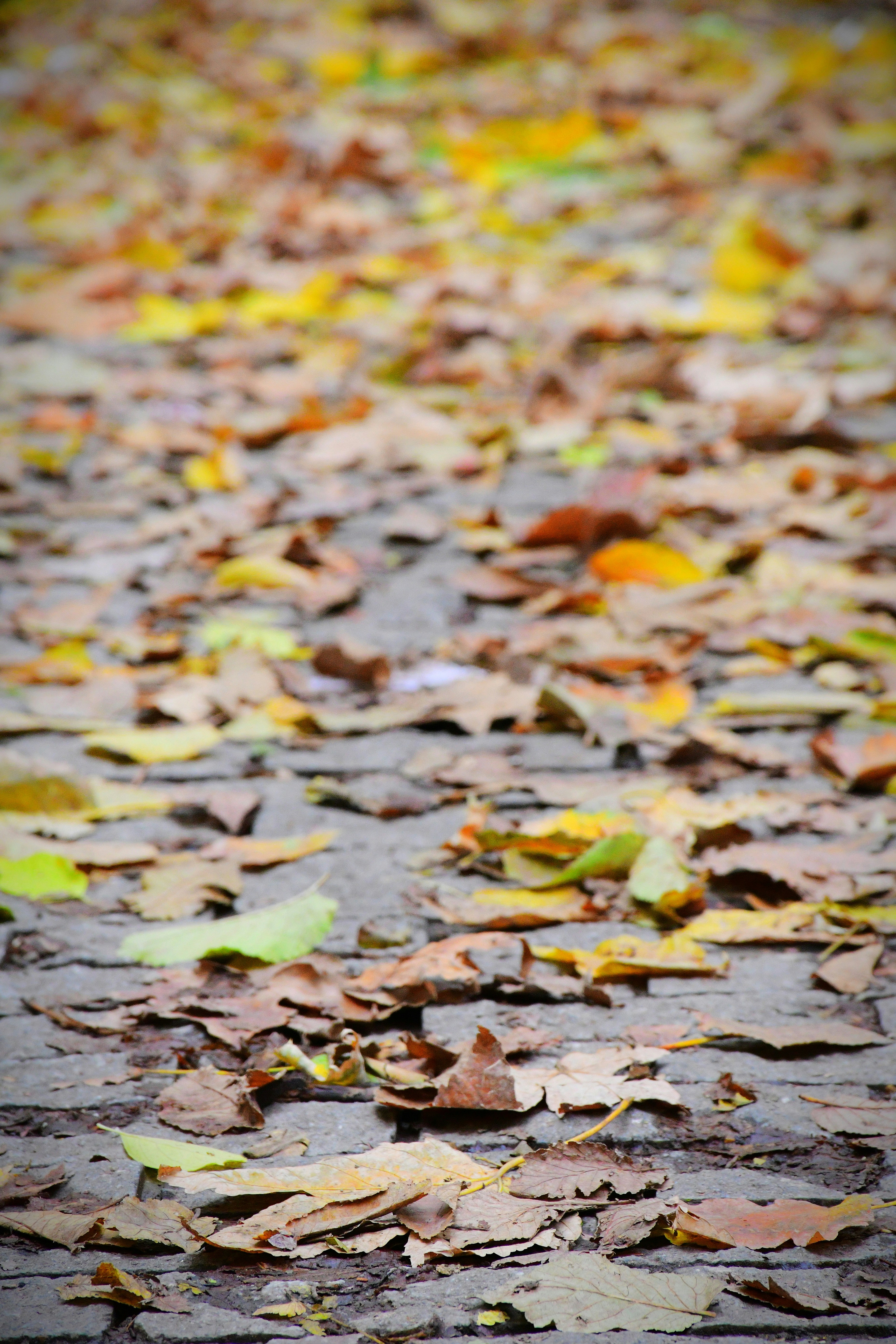 autumn leaves wallpaper, wallpaper, Autumn Crafts for Adults: Creative Fall Ideas 2