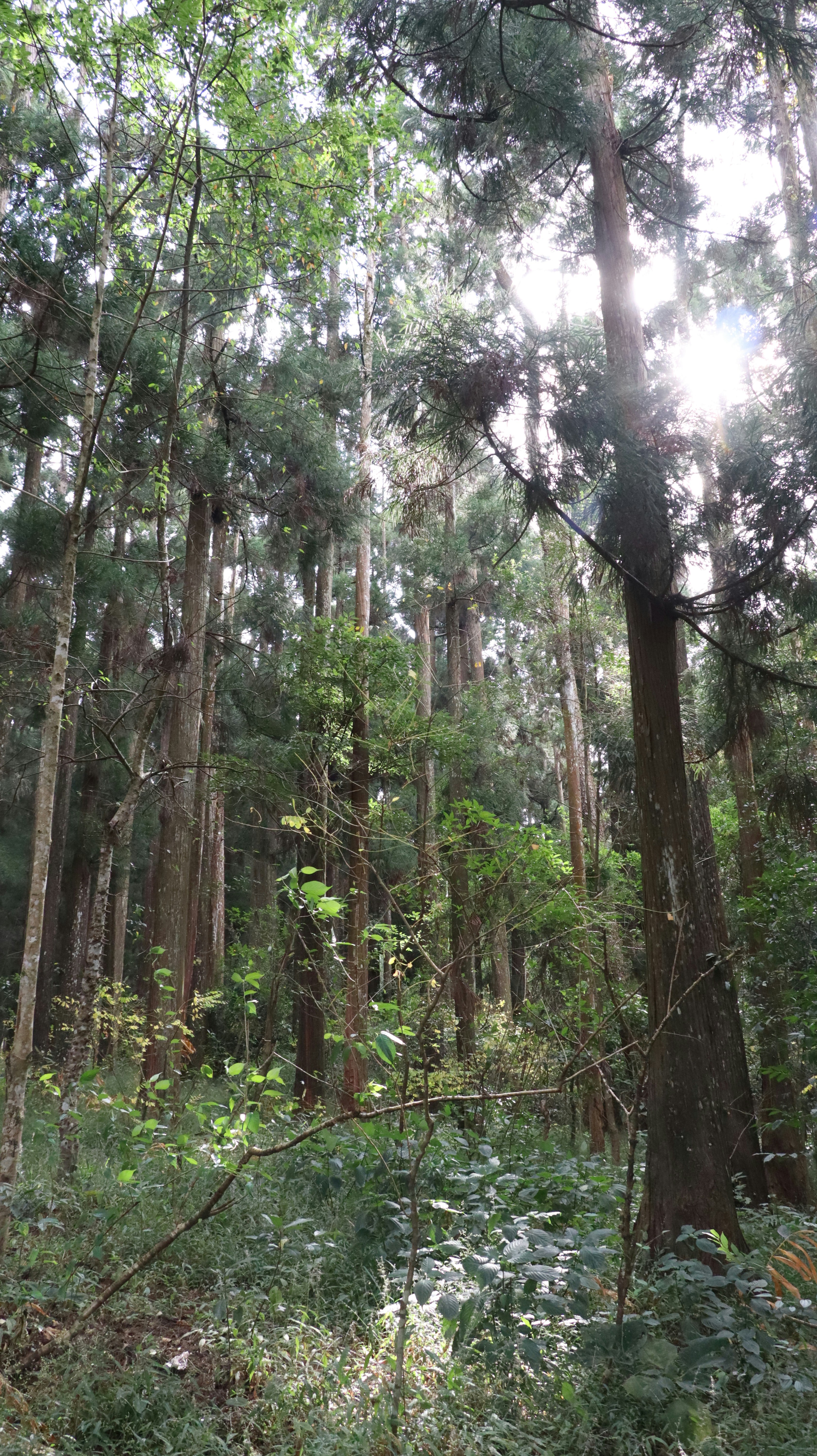 Dense green plantation forest with tall trees representing managed timber investment