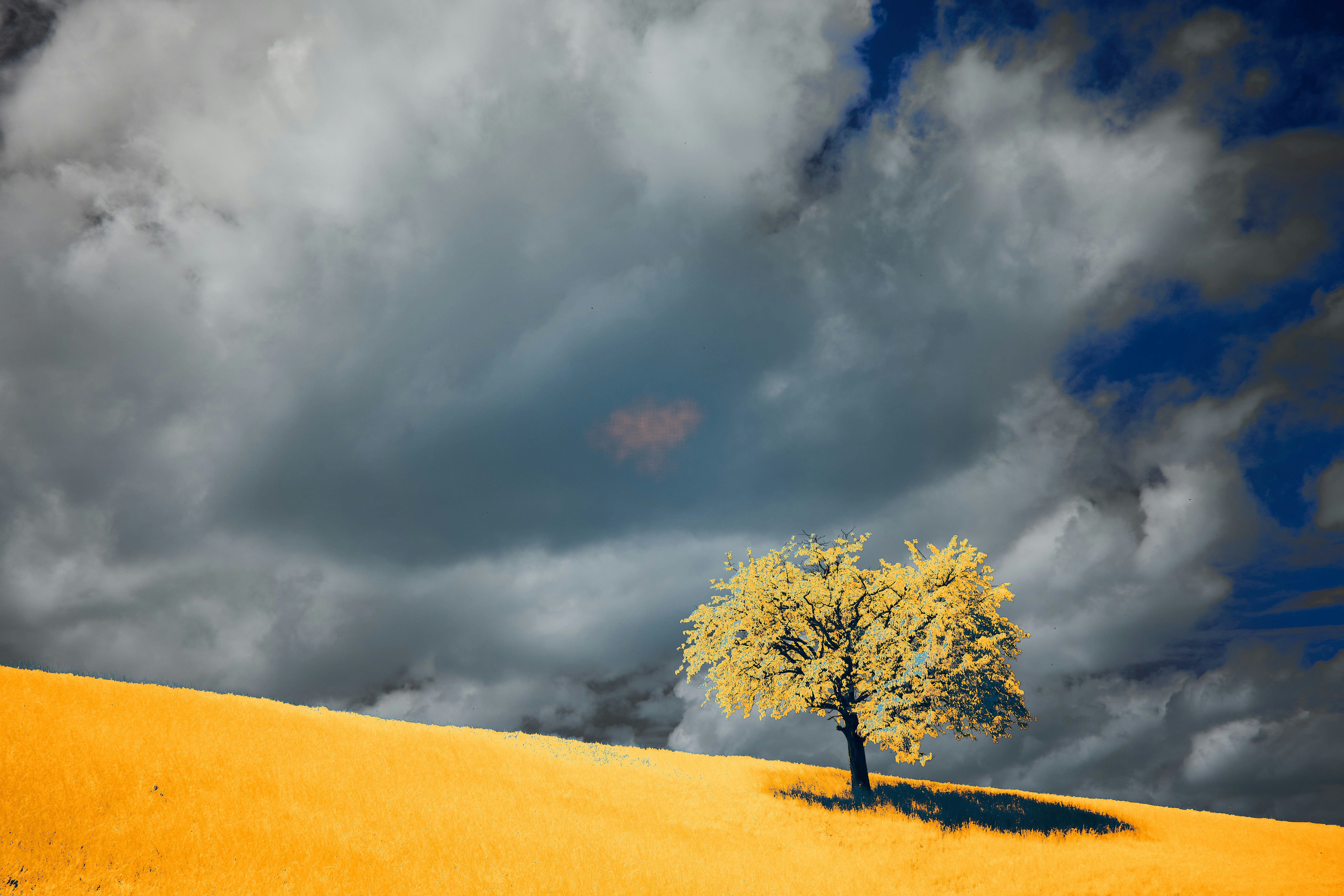 Photo by wolfgang_hasselmann