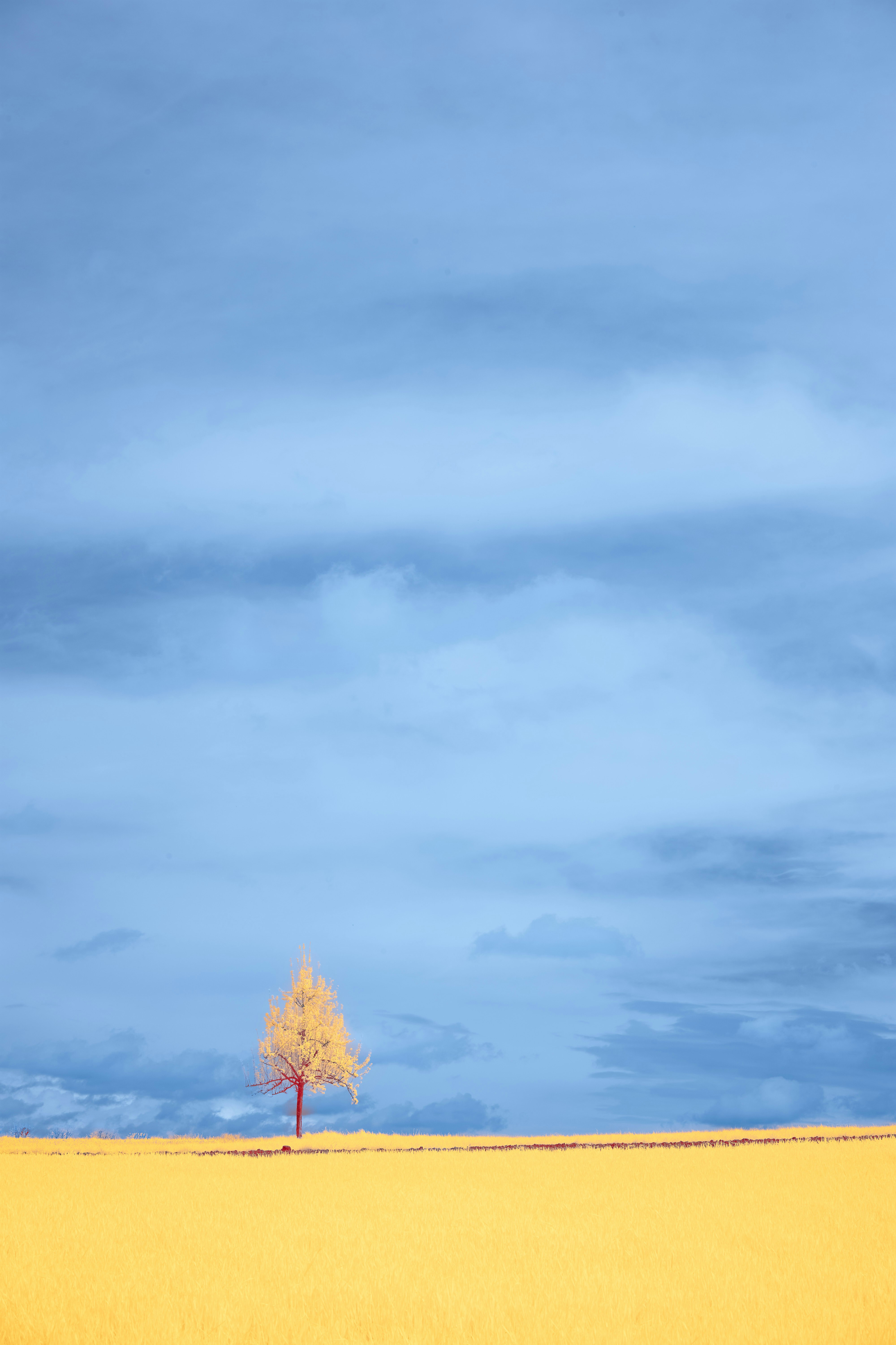 A lone tree in a yellow field under a blue sky