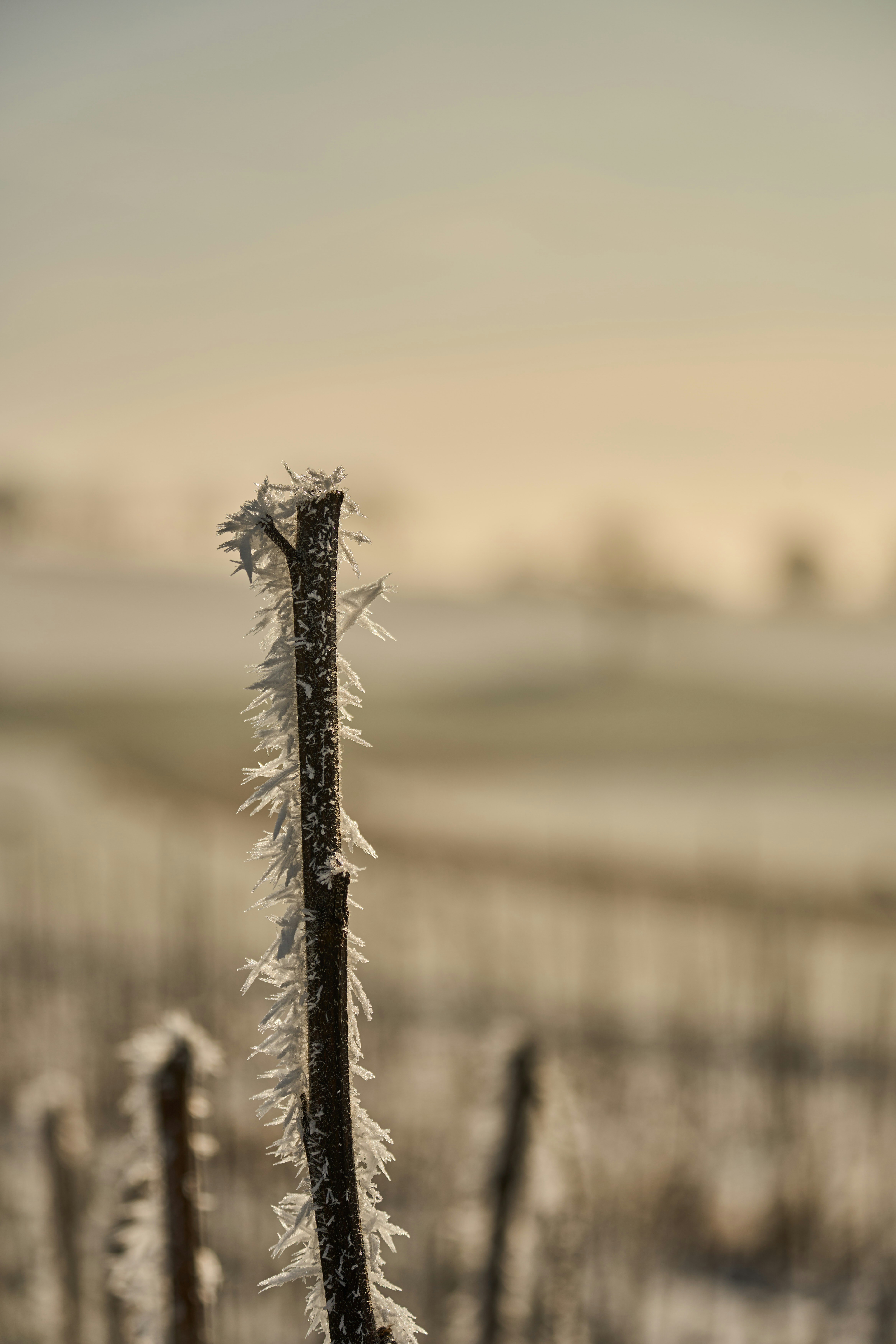 Photo by wolfgang_hasselmann