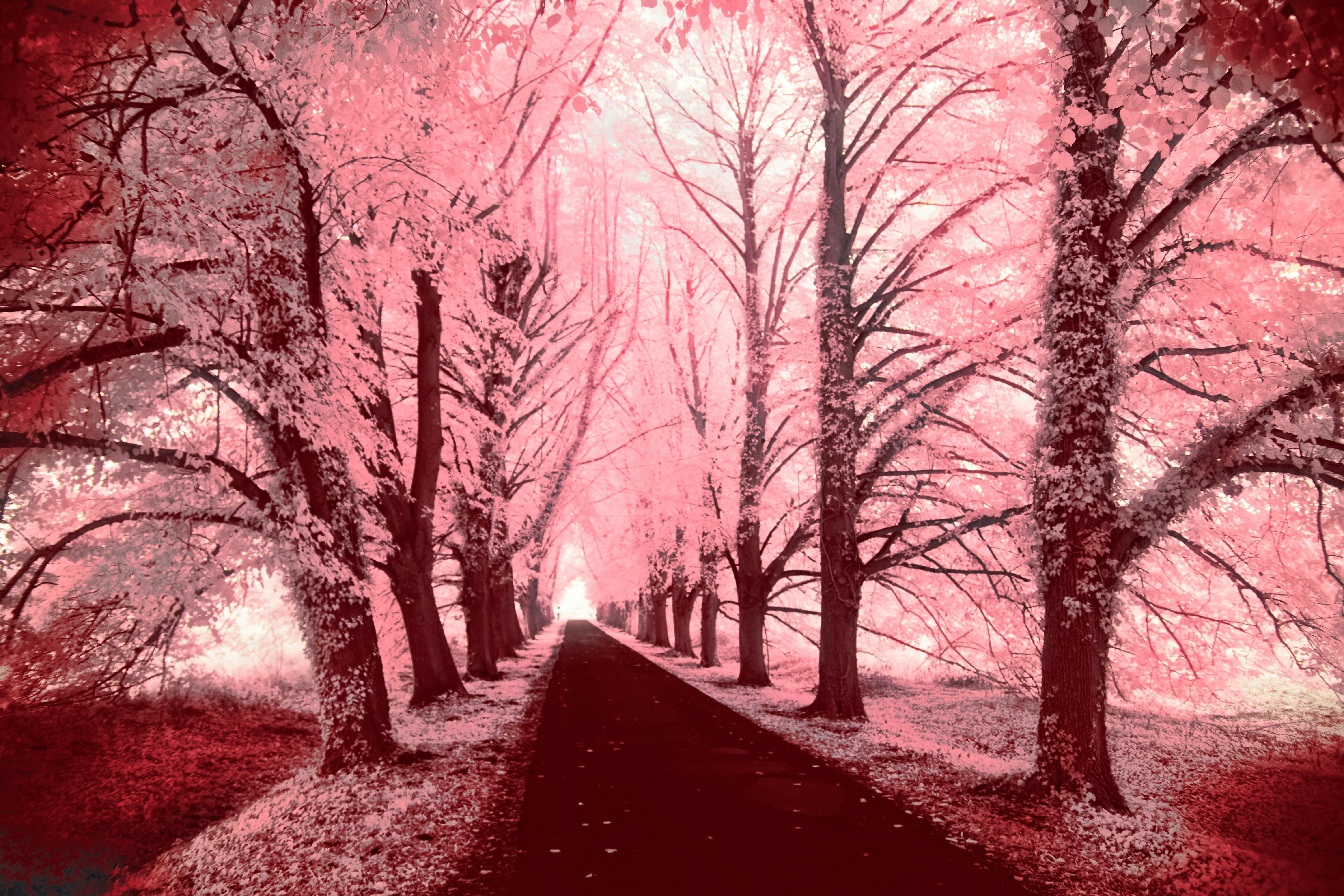 Photo by wolfgang_hasselmann