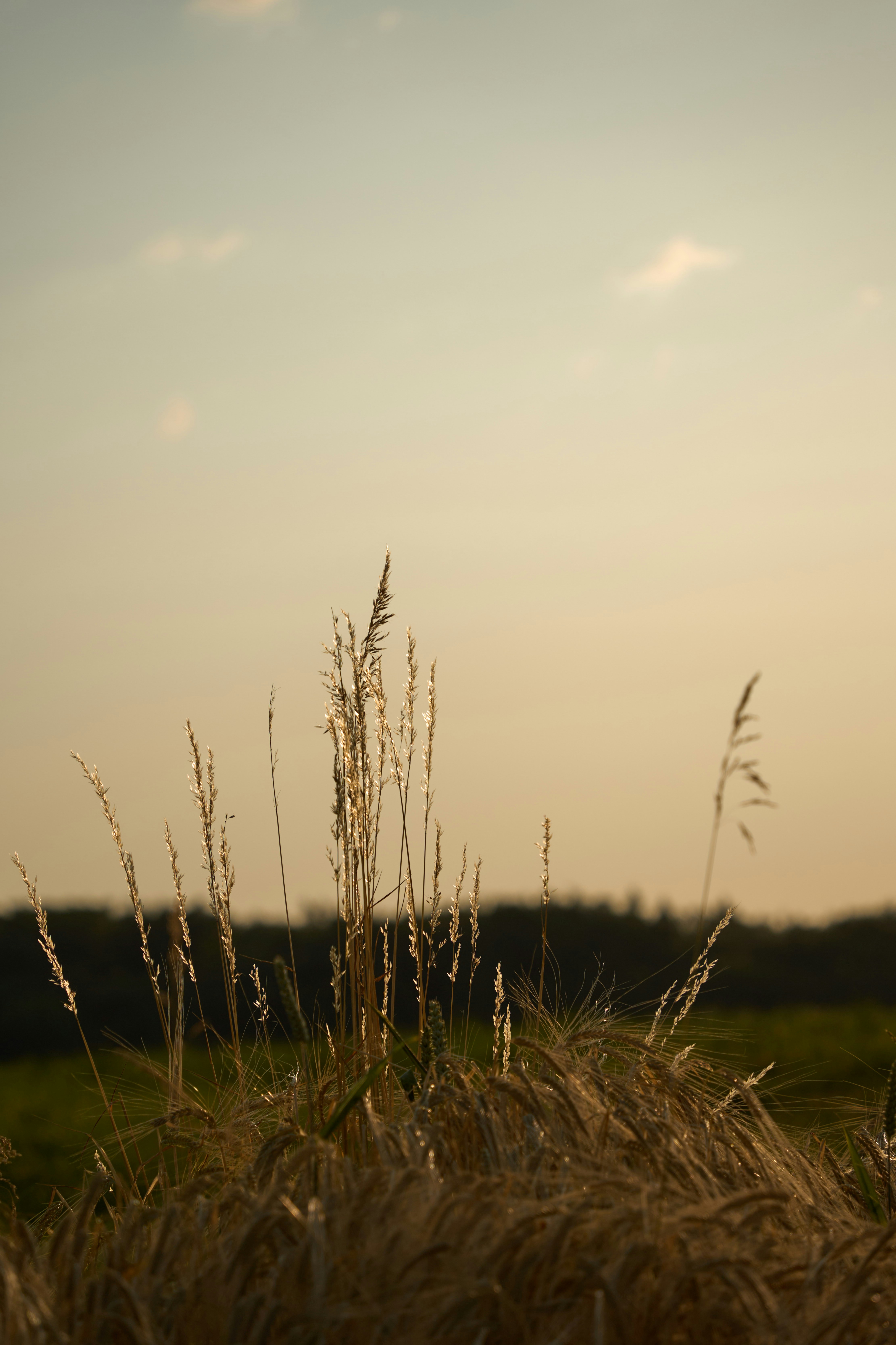 Photo by wolfgang_hasselmann