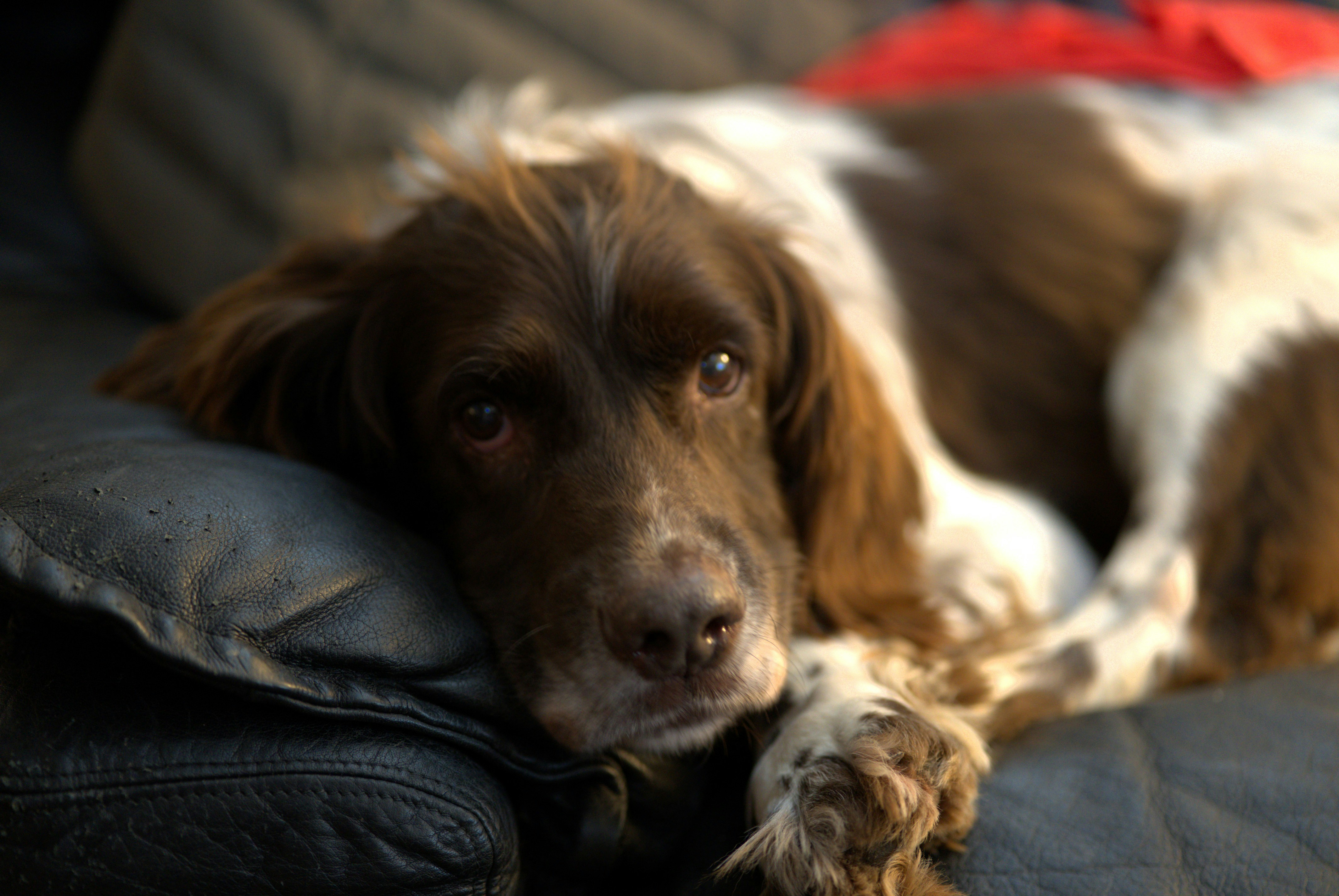 Photo by mihaela_claudia_p