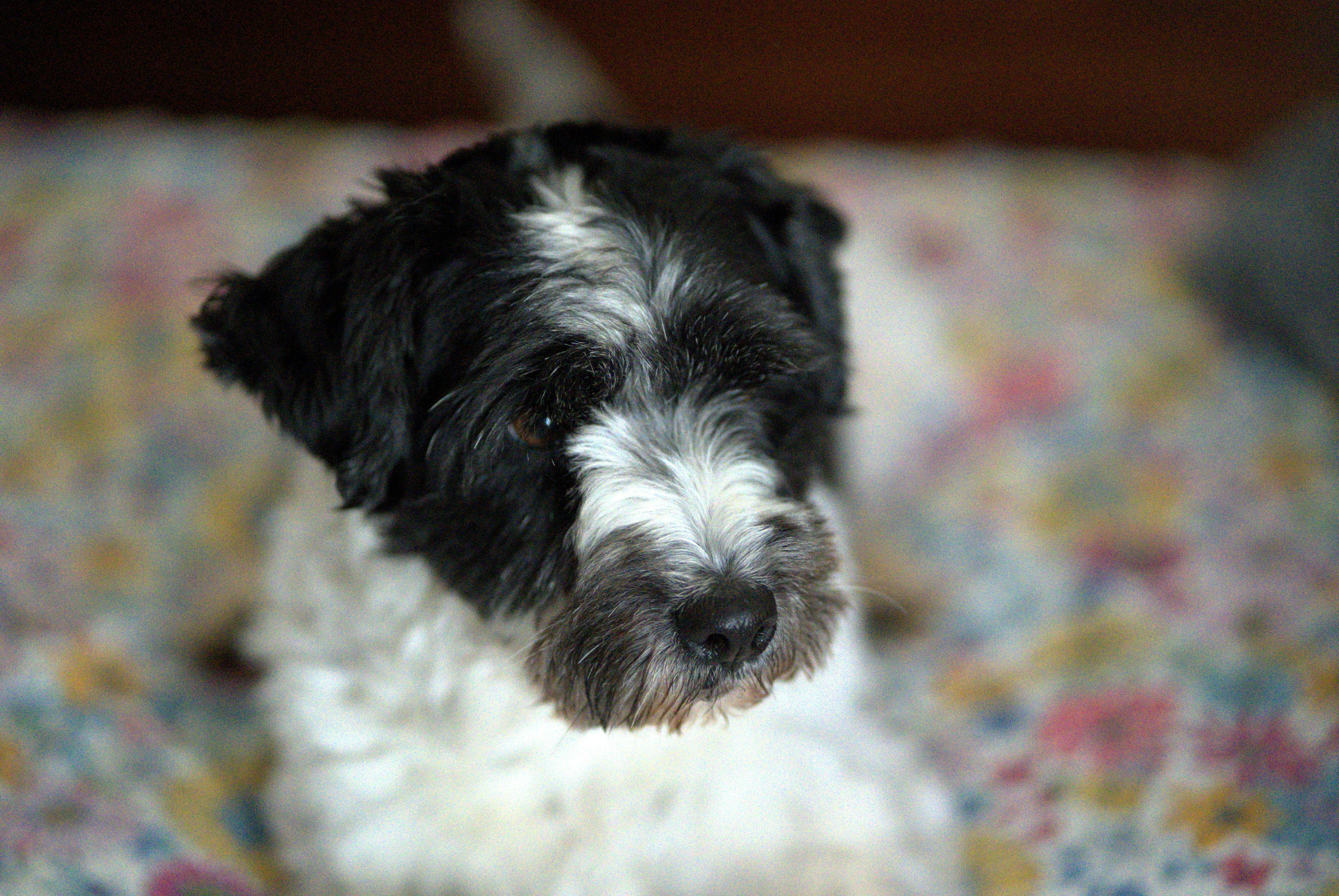 Mediation animale Alsace