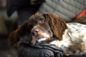 A brown and white dog laying on top of a couch
