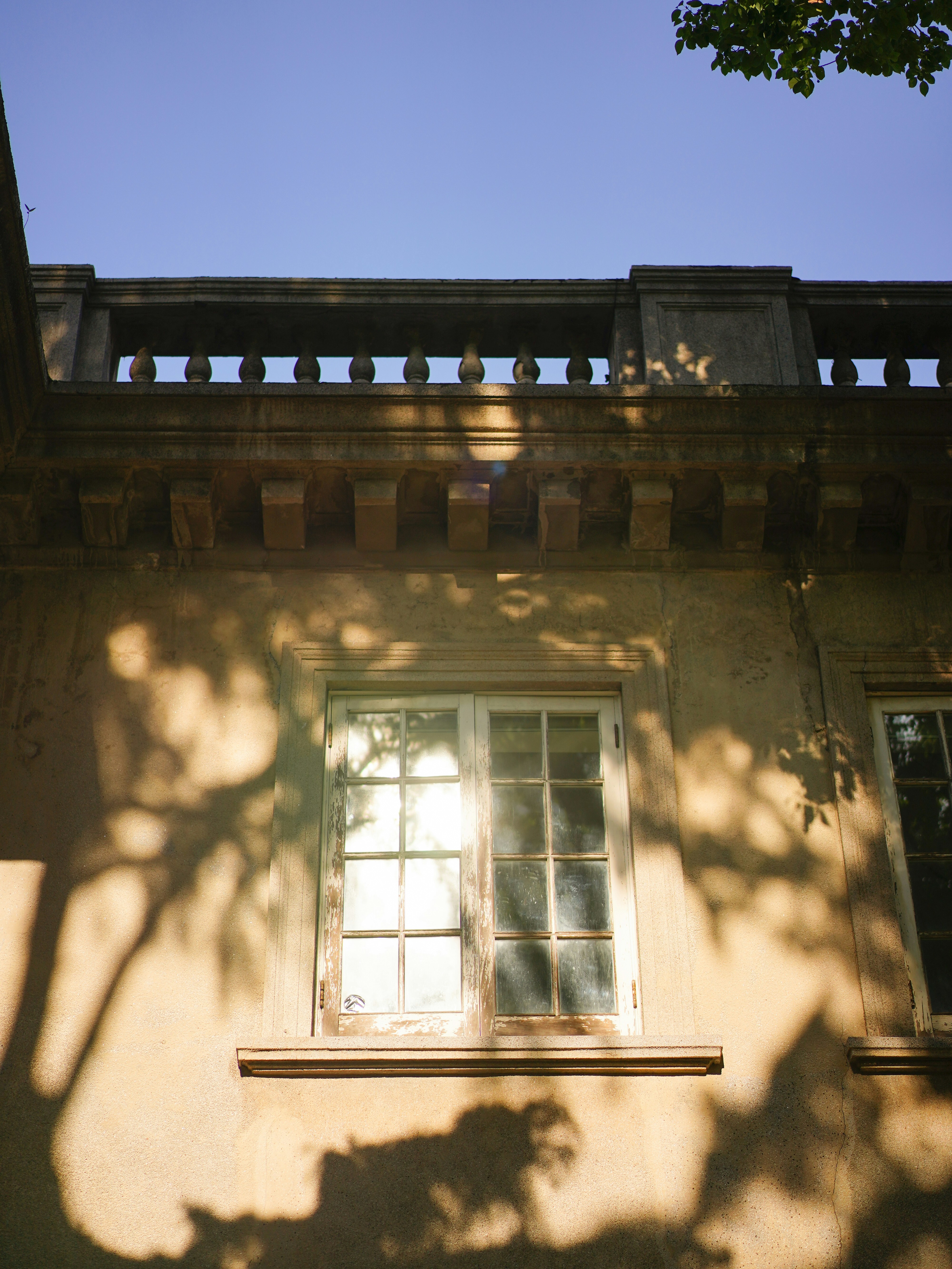 The shadow of a tree on the side of a building