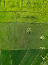 An aerial view of a lush green field