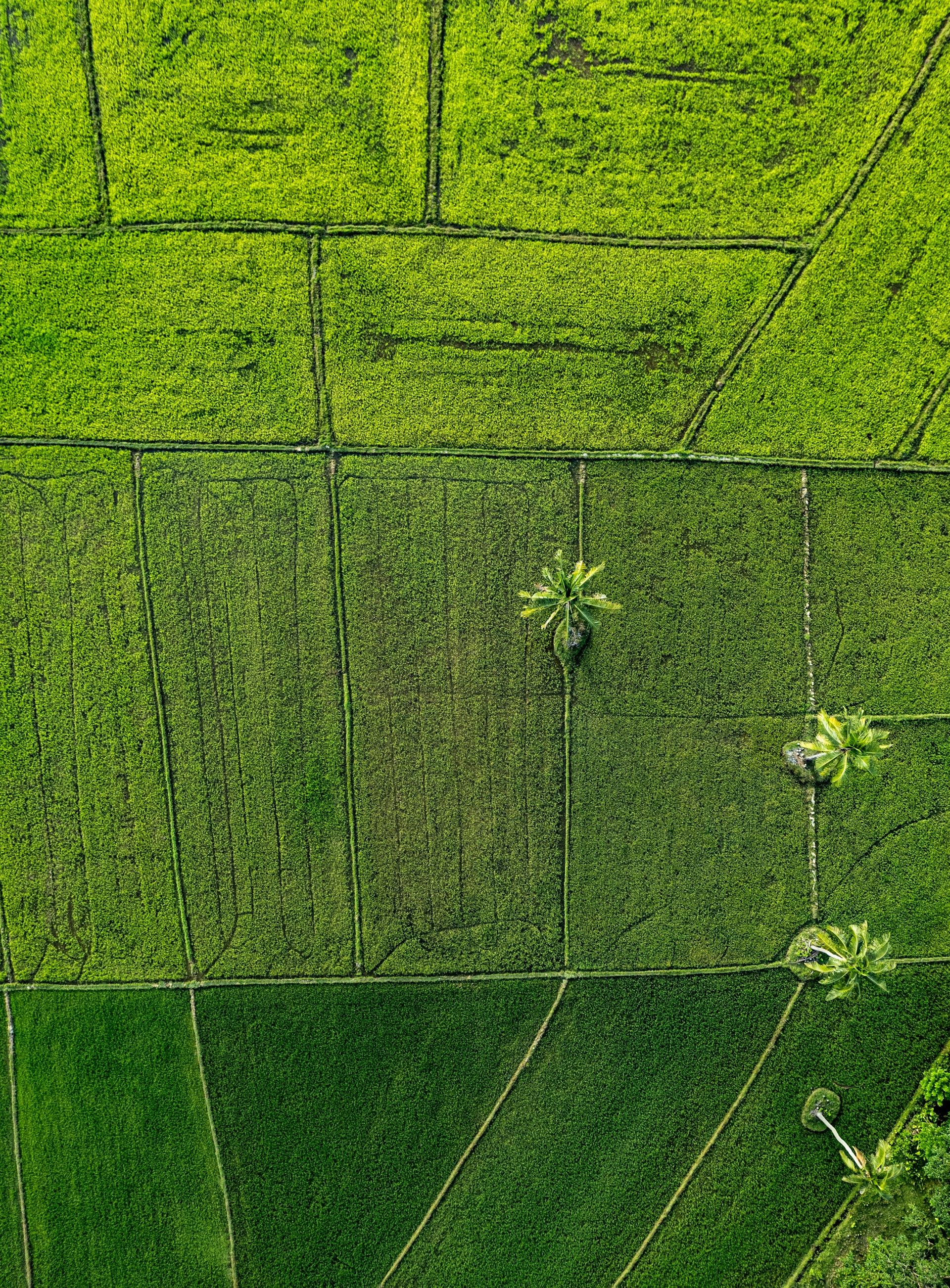 An aerial view of a lush green field
