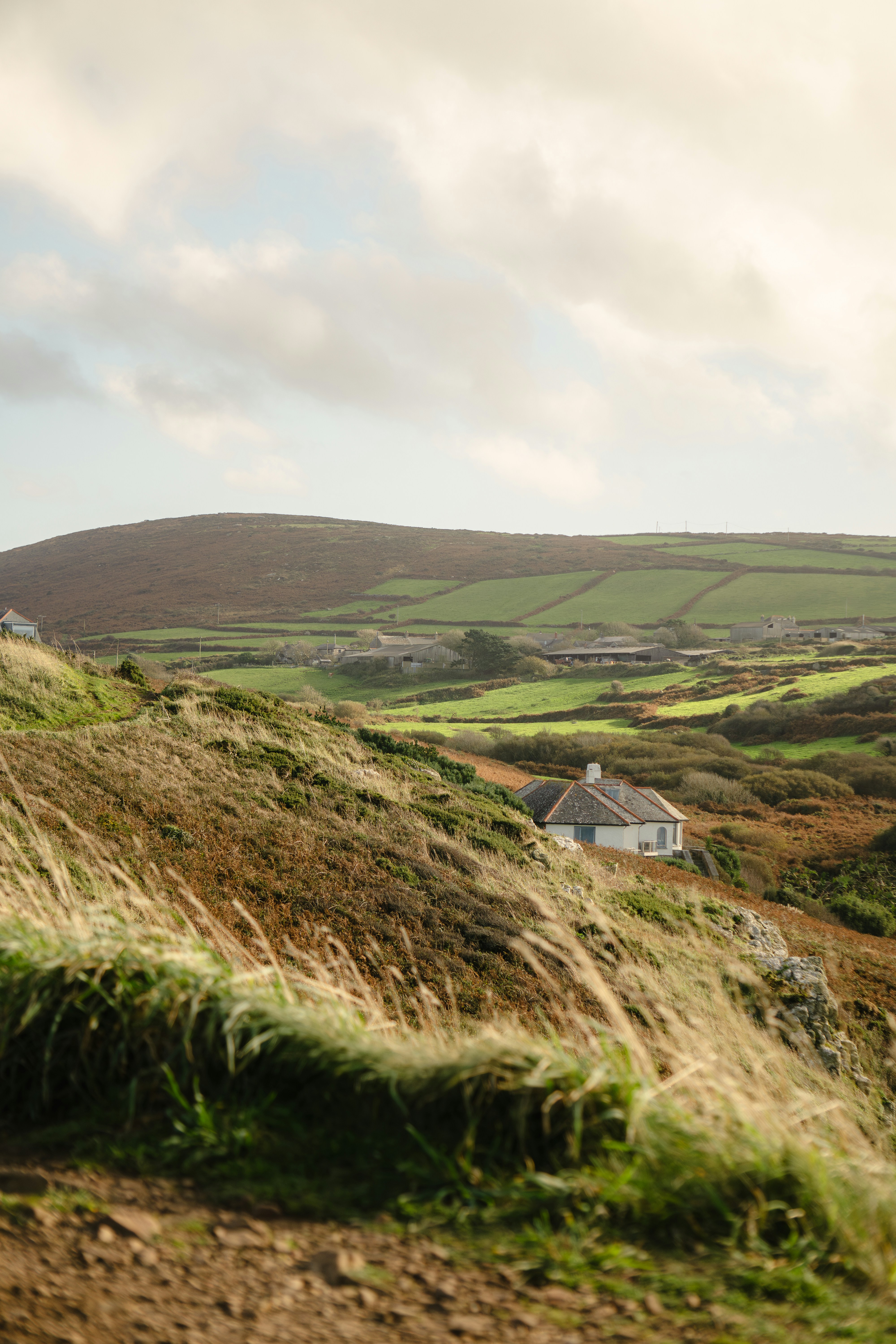 A sheep standing on a hill with a house in the background