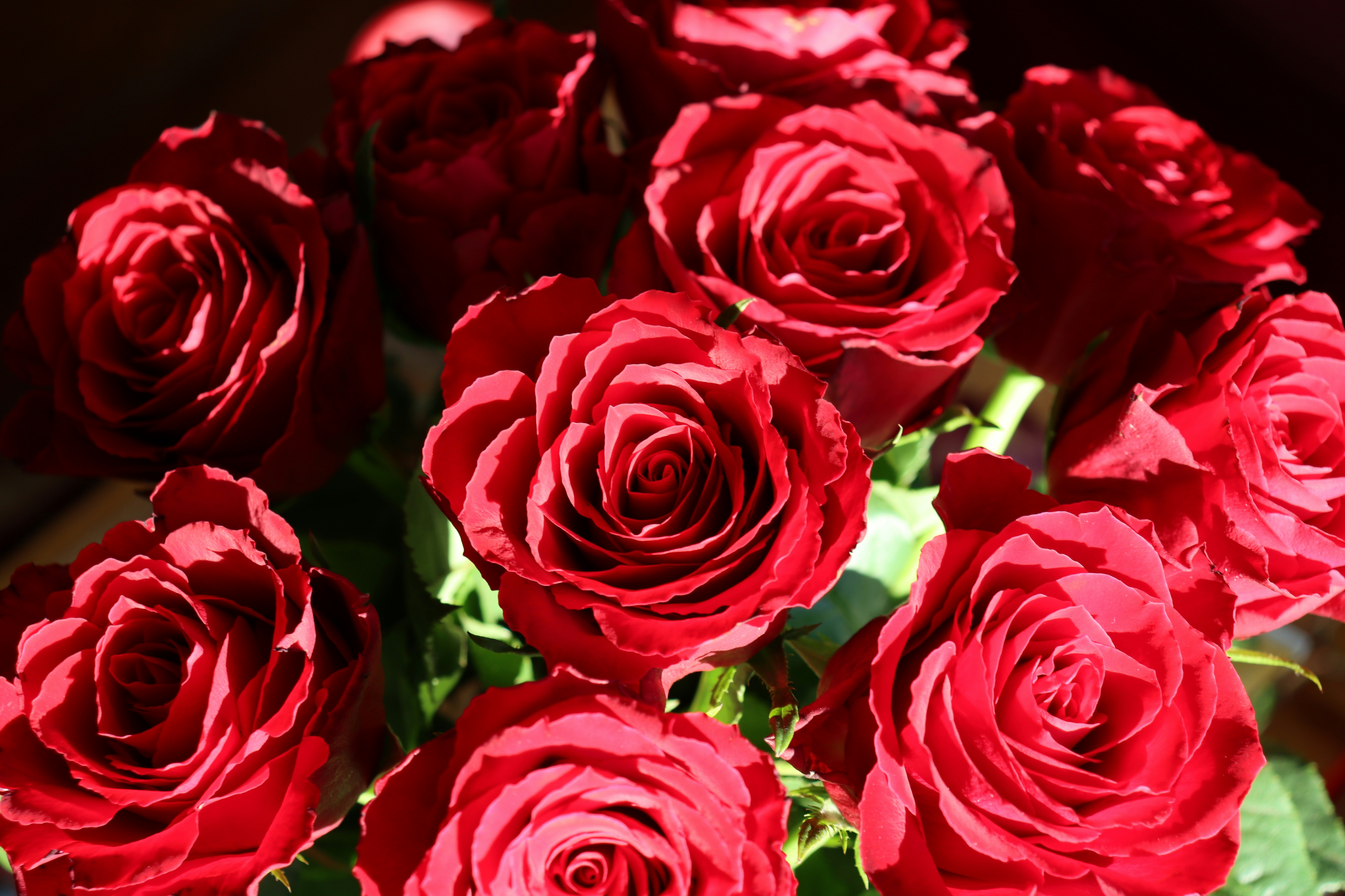 Lush red rose bouquet on white background