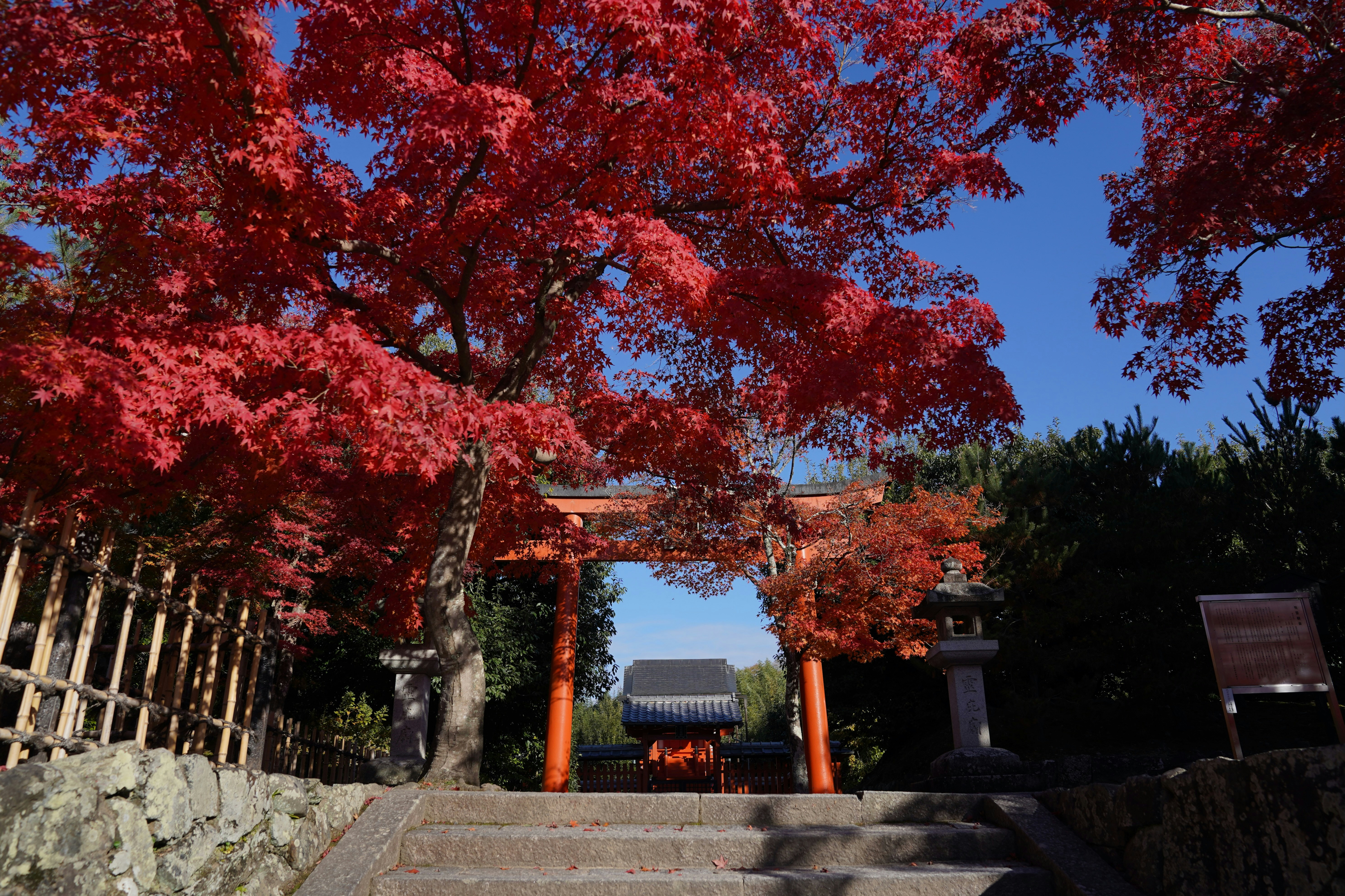 A tree with red leaves in front of a gate
