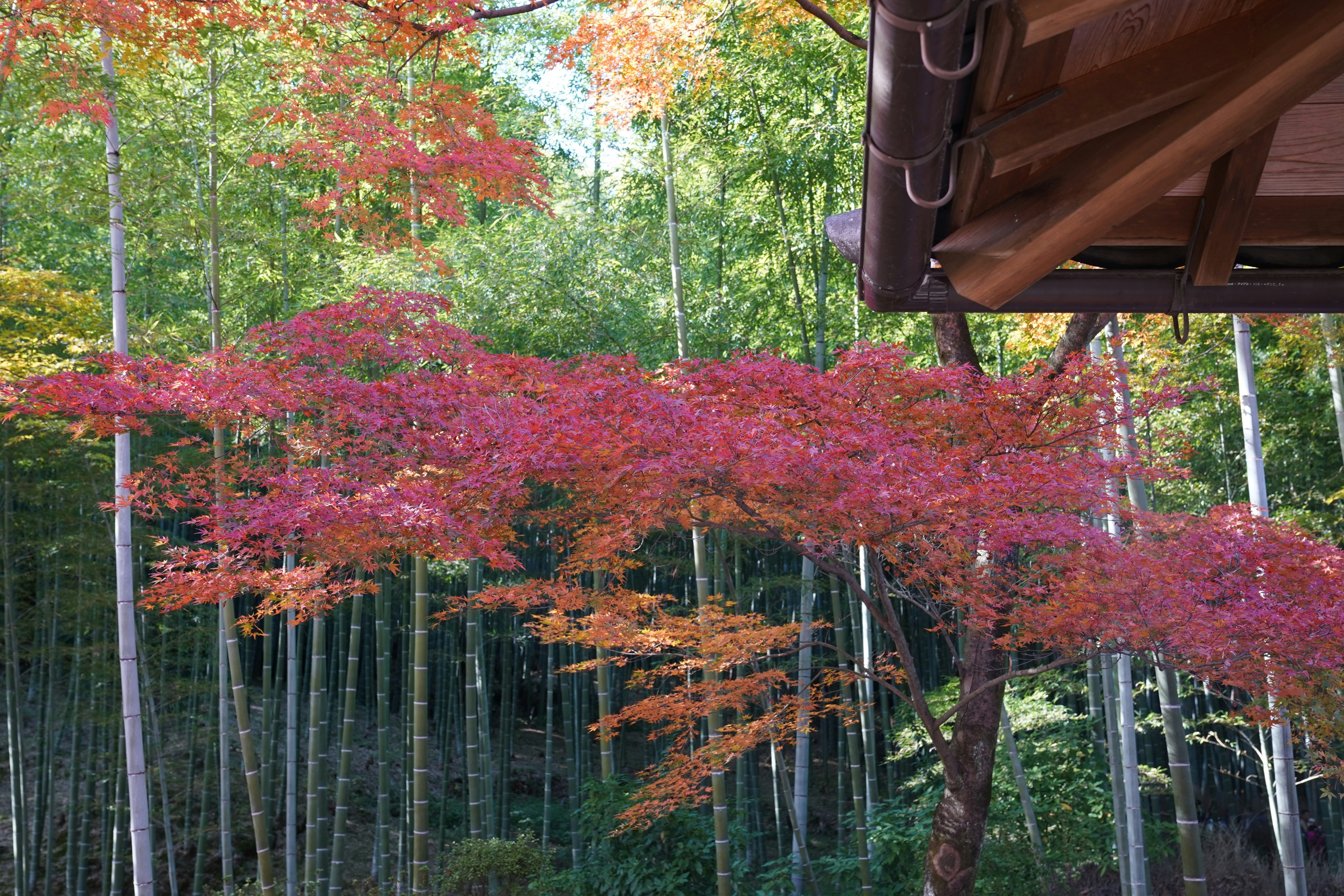 Seasons and Cuisine in the Japanese Forest
