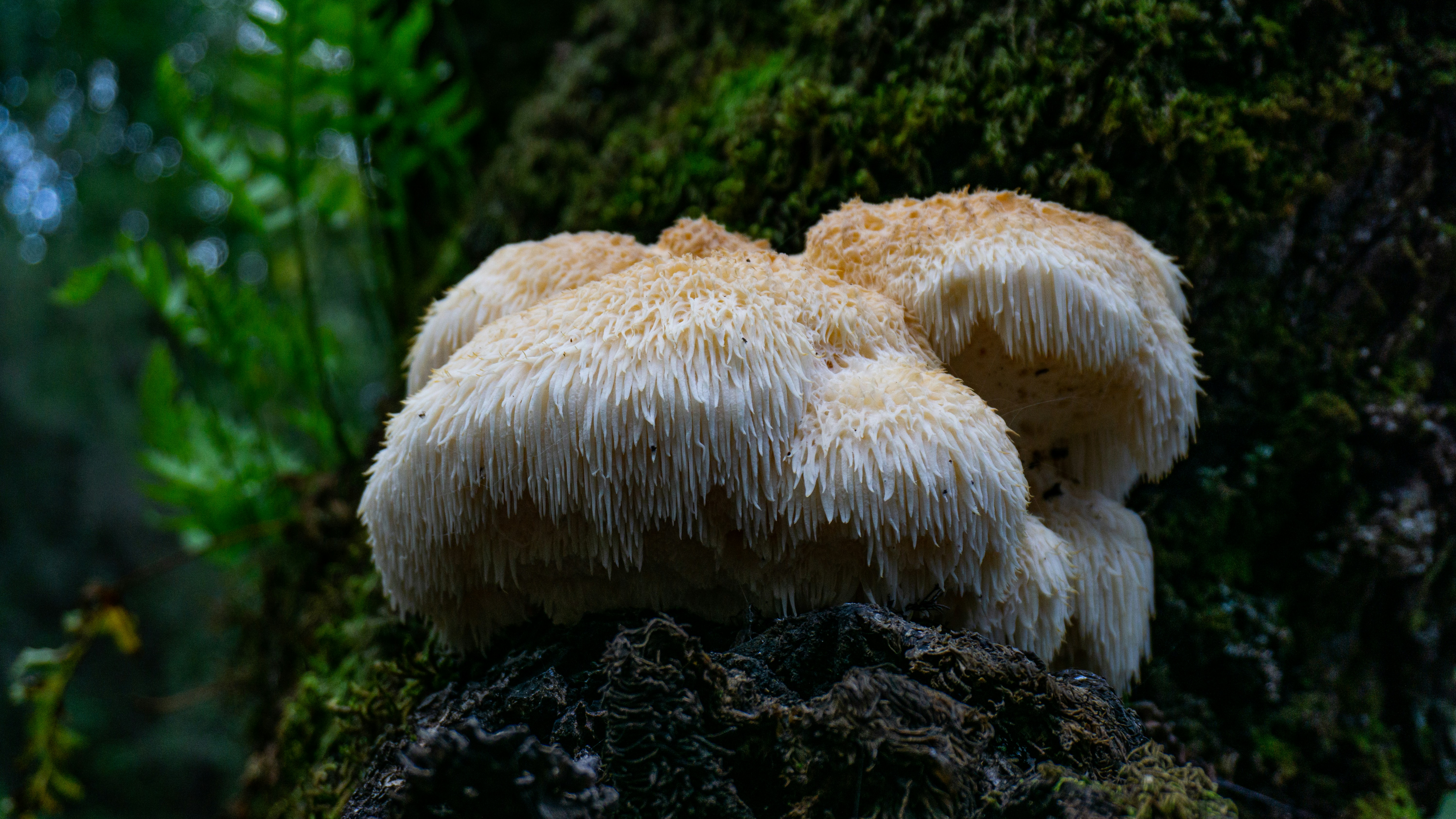 Lion's Mane