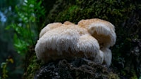 Lion's Mane