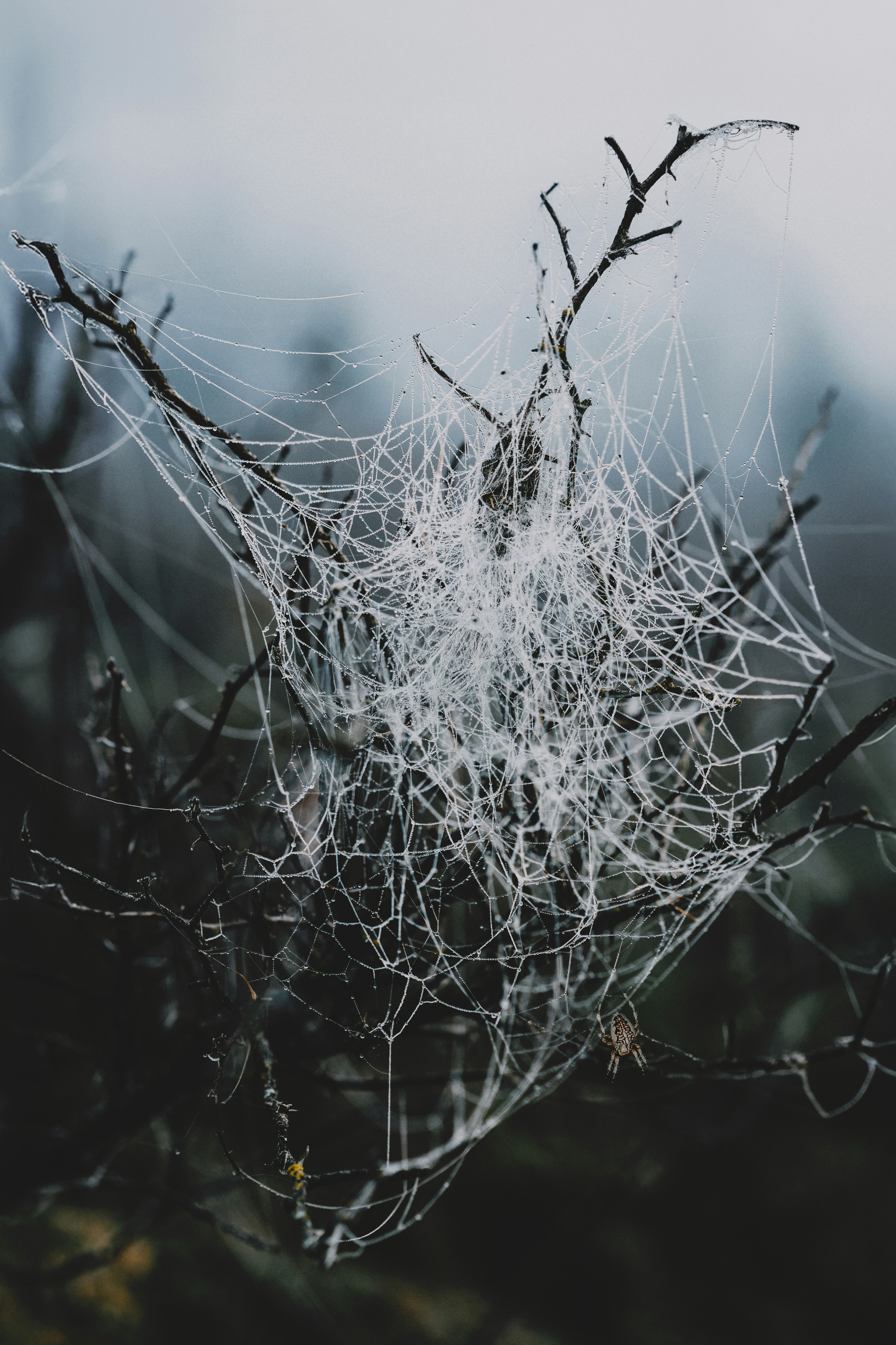 A spider web hanging from a tree branch