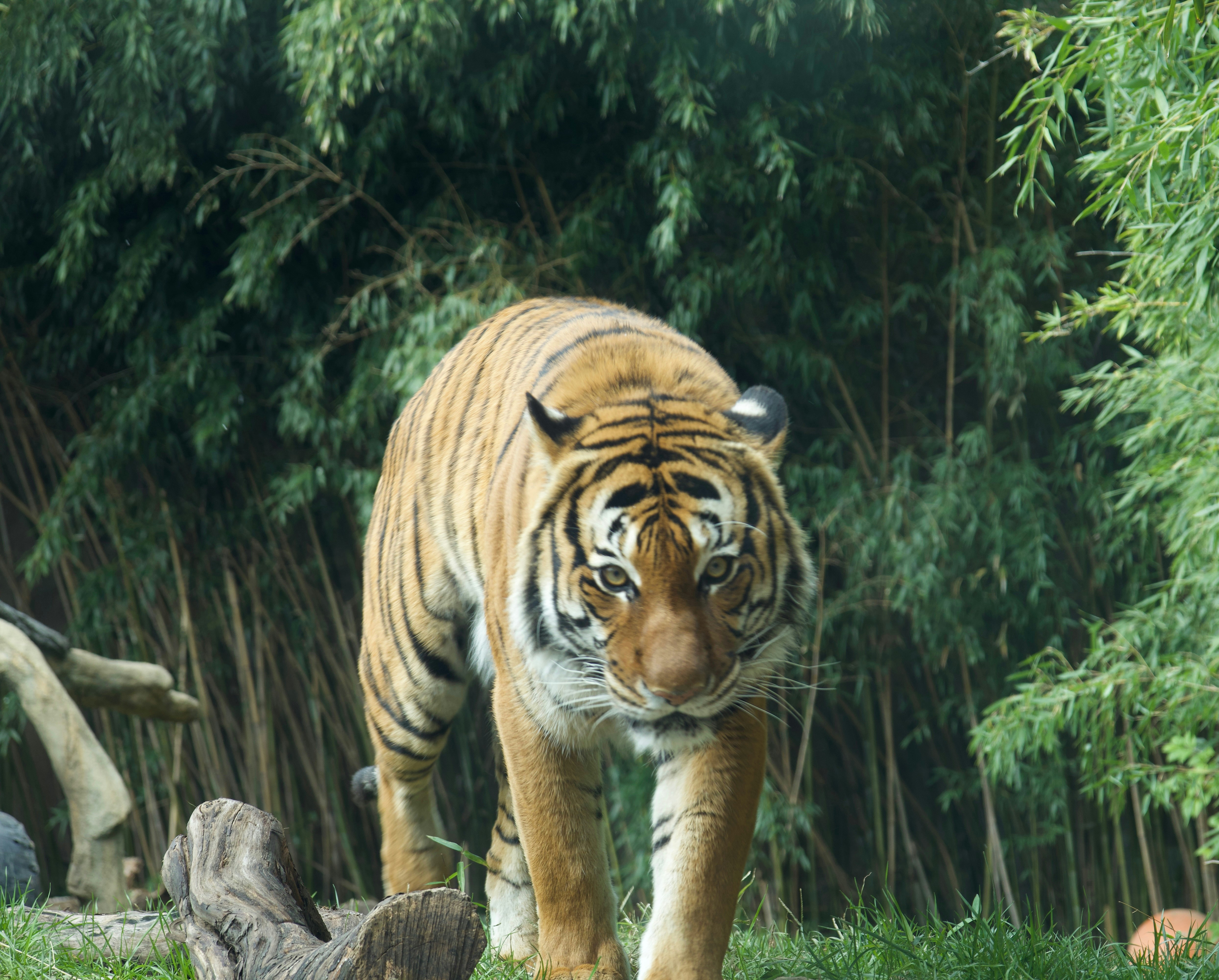 A large tiger walking across a lush green field