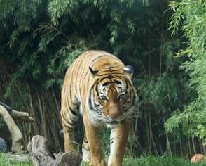 A large tiger walking across a lush green field