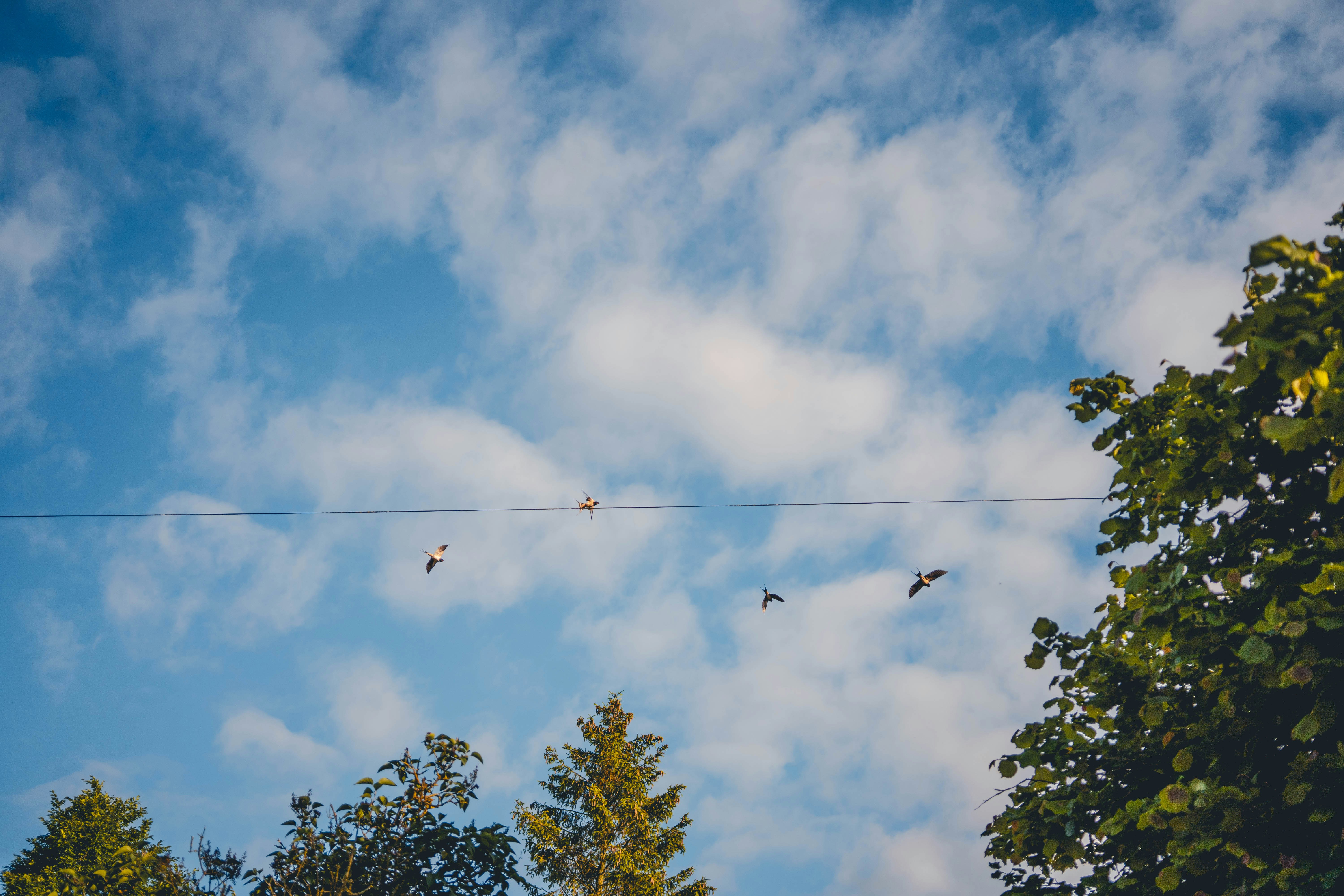 A group of kites flying through a blue cloudy sky