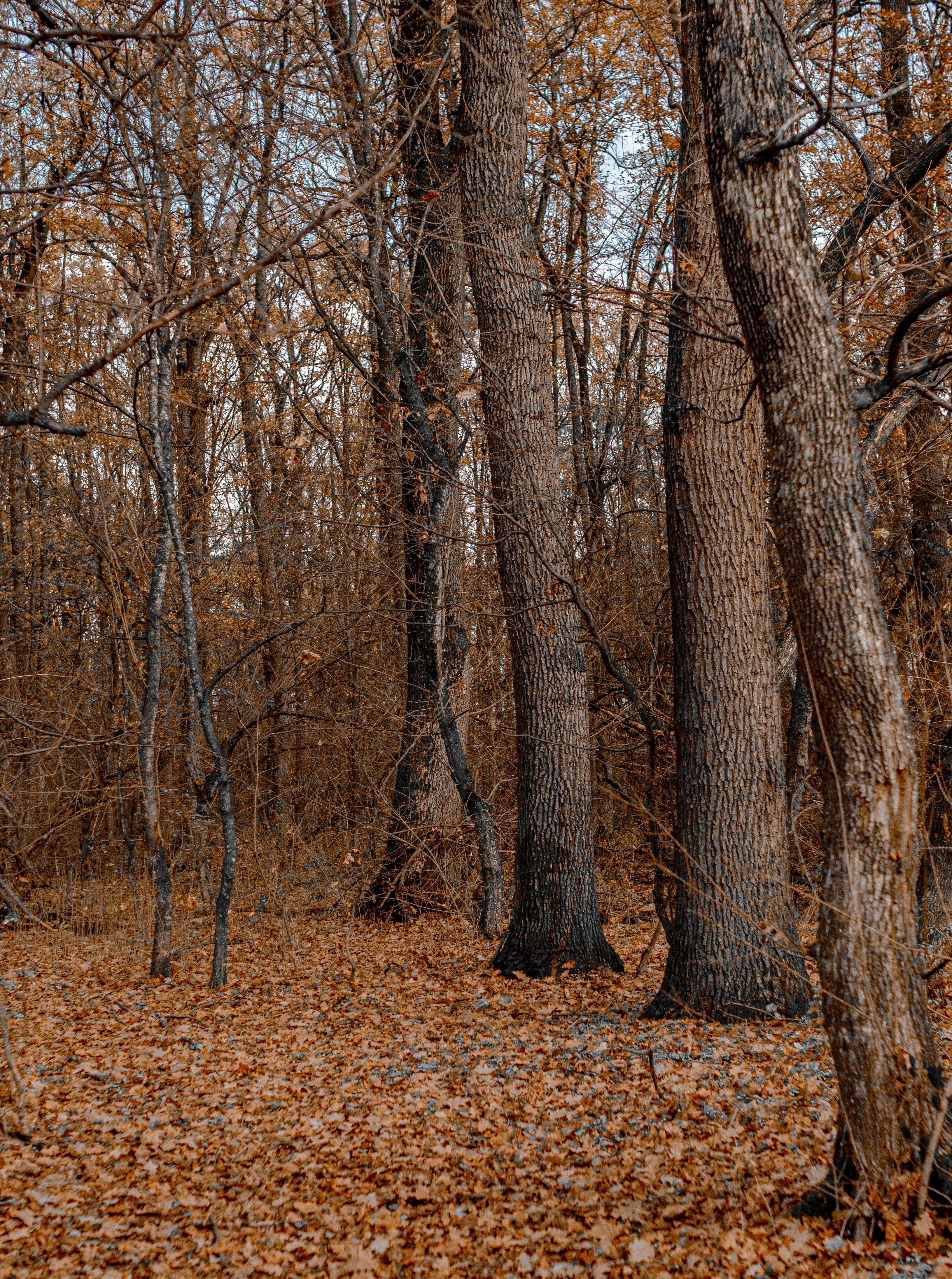 Photo by gamanalice3012