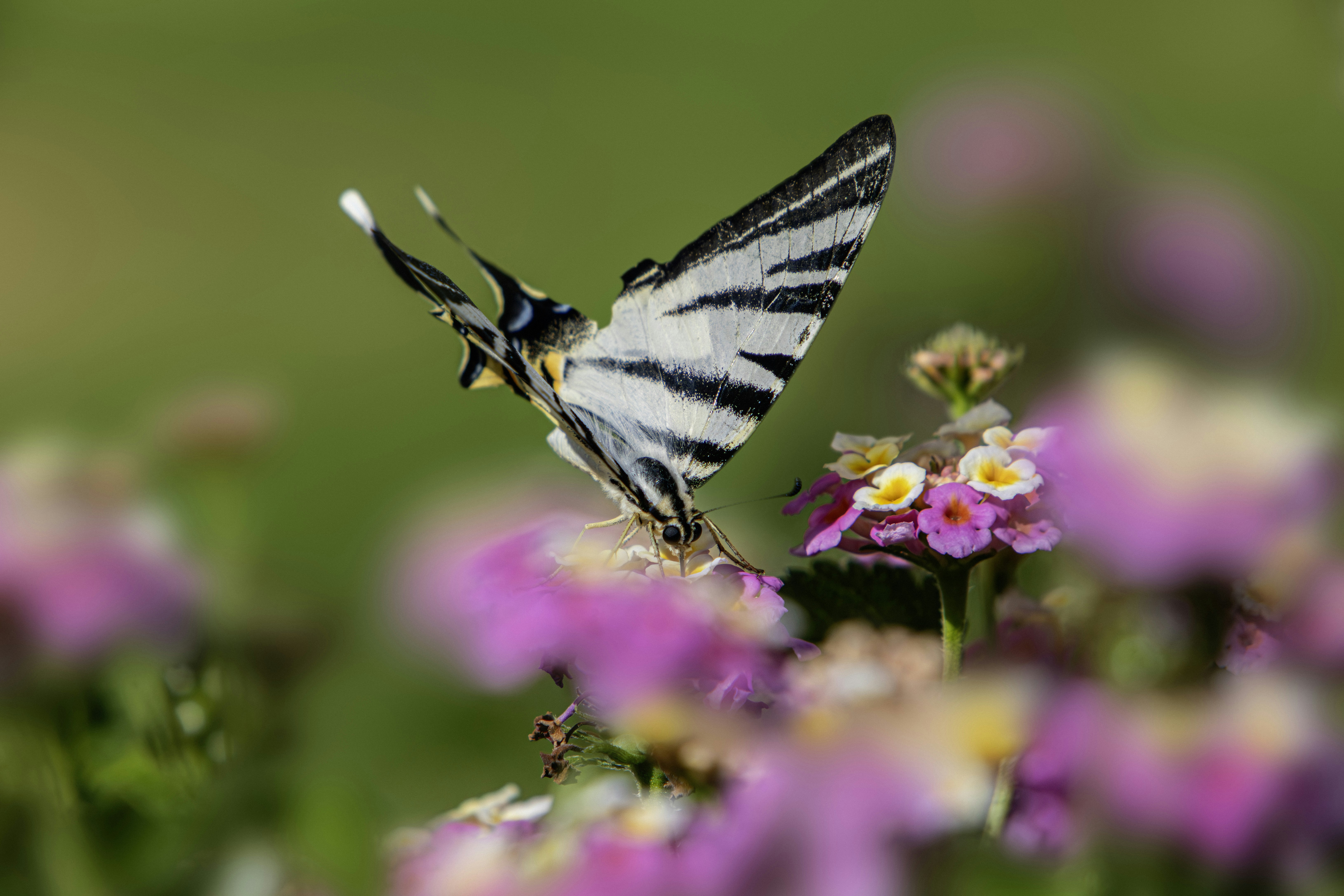 Photo by erik_karits