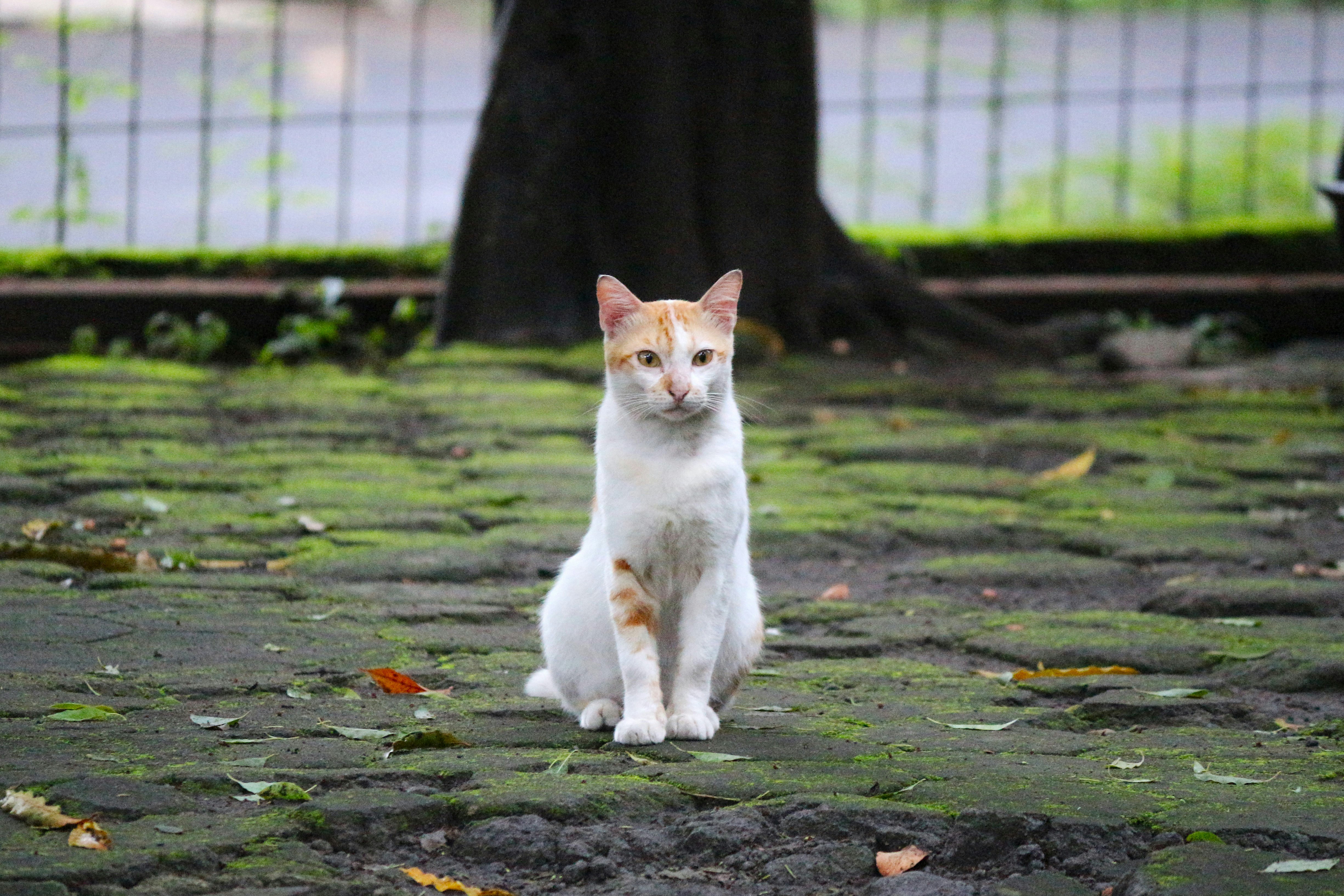 Photo by deskijayantoro