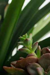 A close up of a plant with green leaves