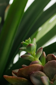 A close up of a plant with green leaves