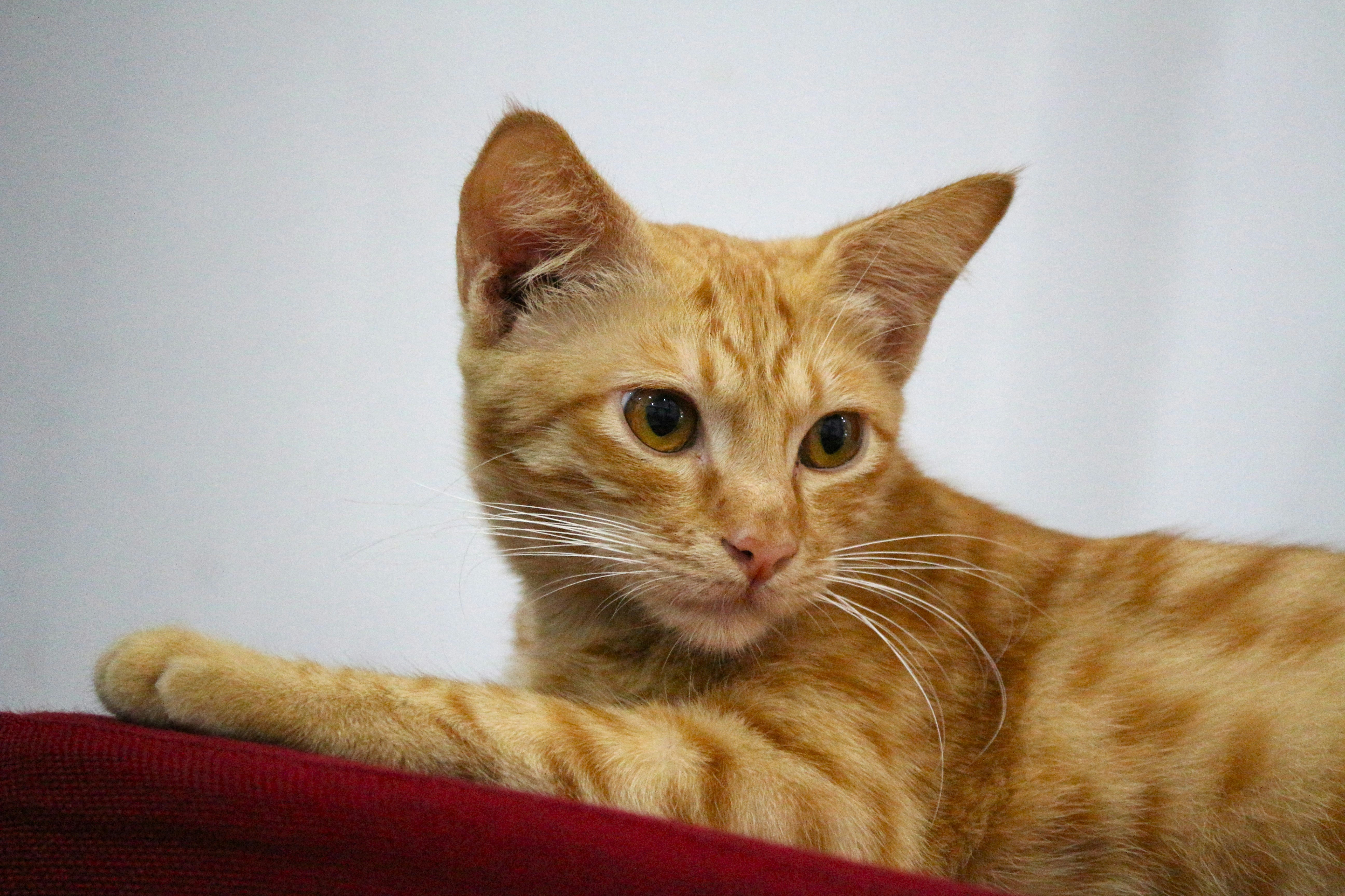 Photo by deskijayantoro