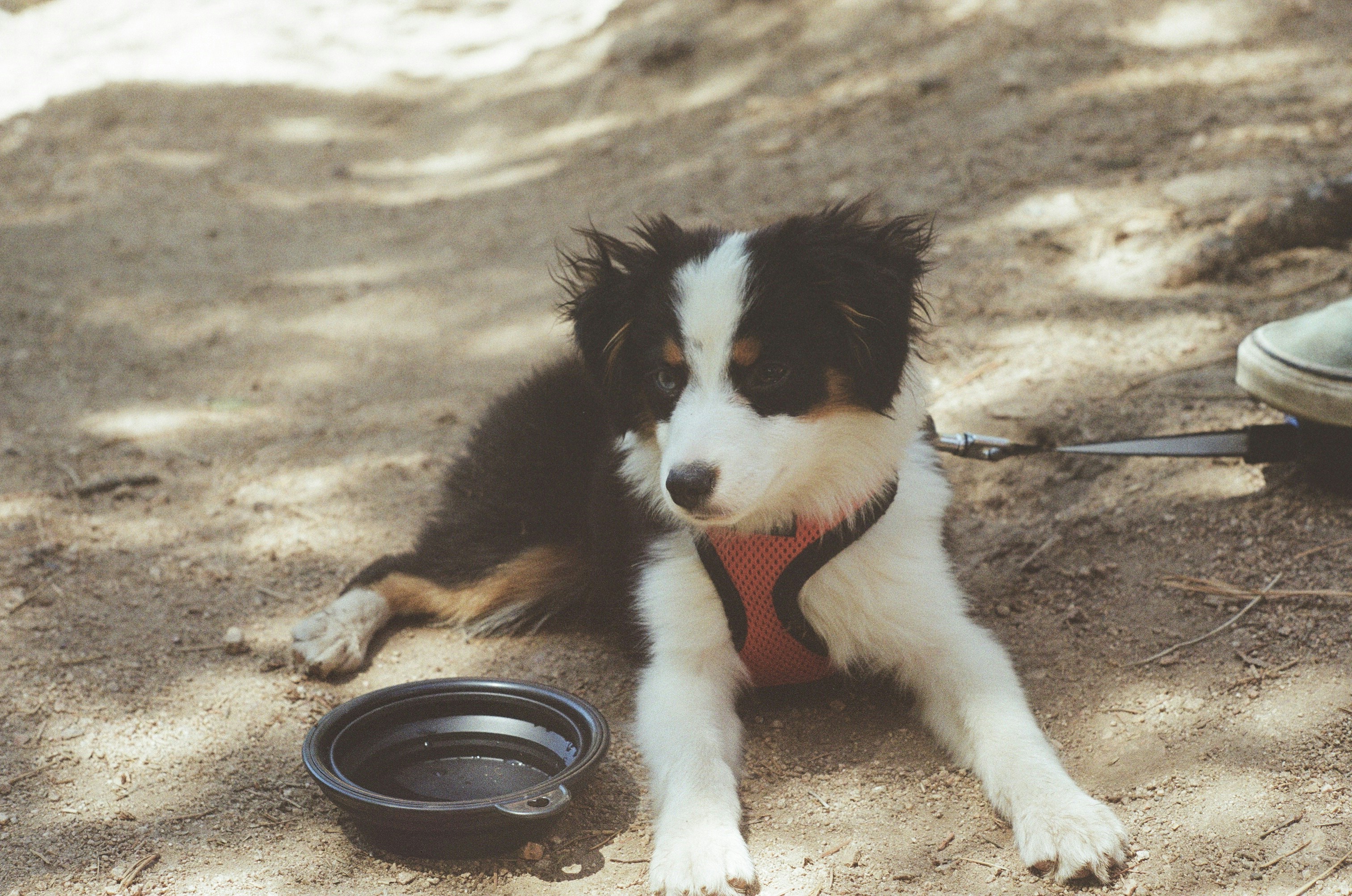 A black and white dog laying on the ground