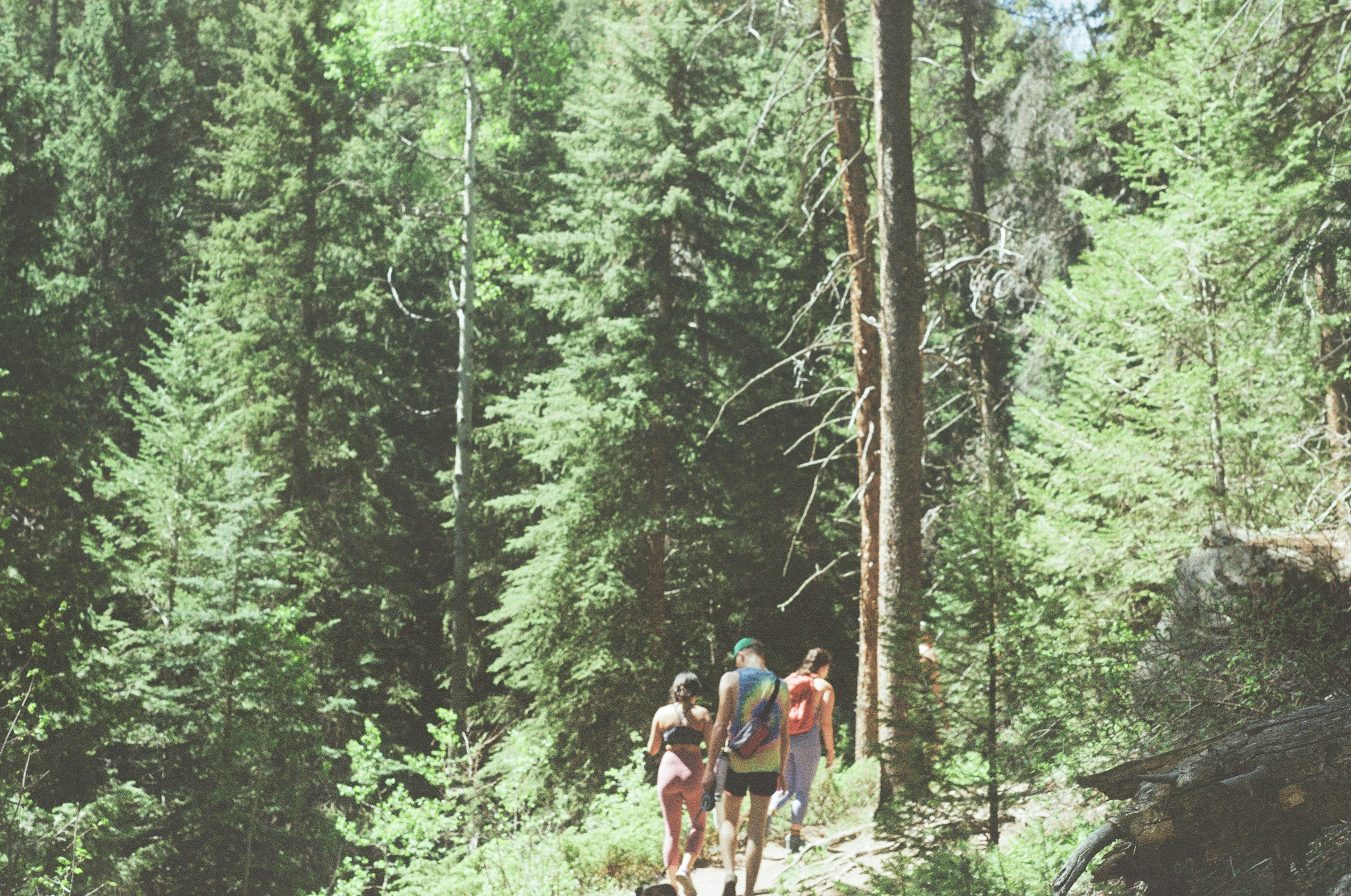 A group of people hiking through a forest