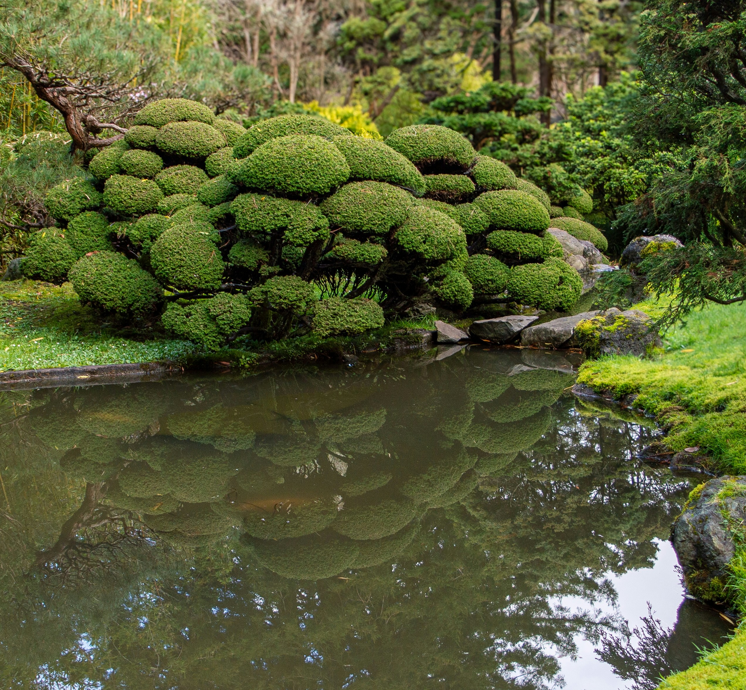 A pond surrounded by green plants and trees
