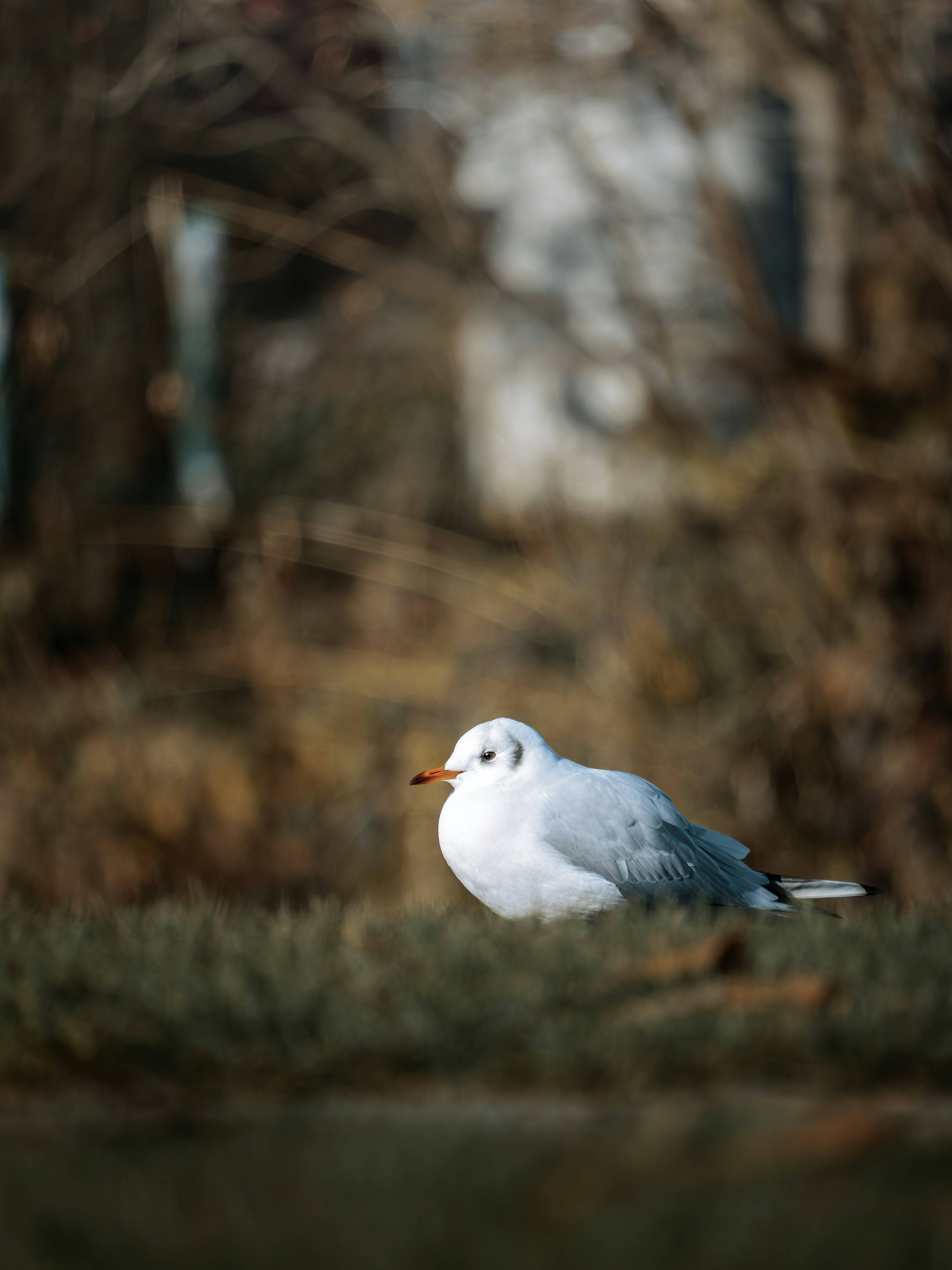 Photo by buzztea