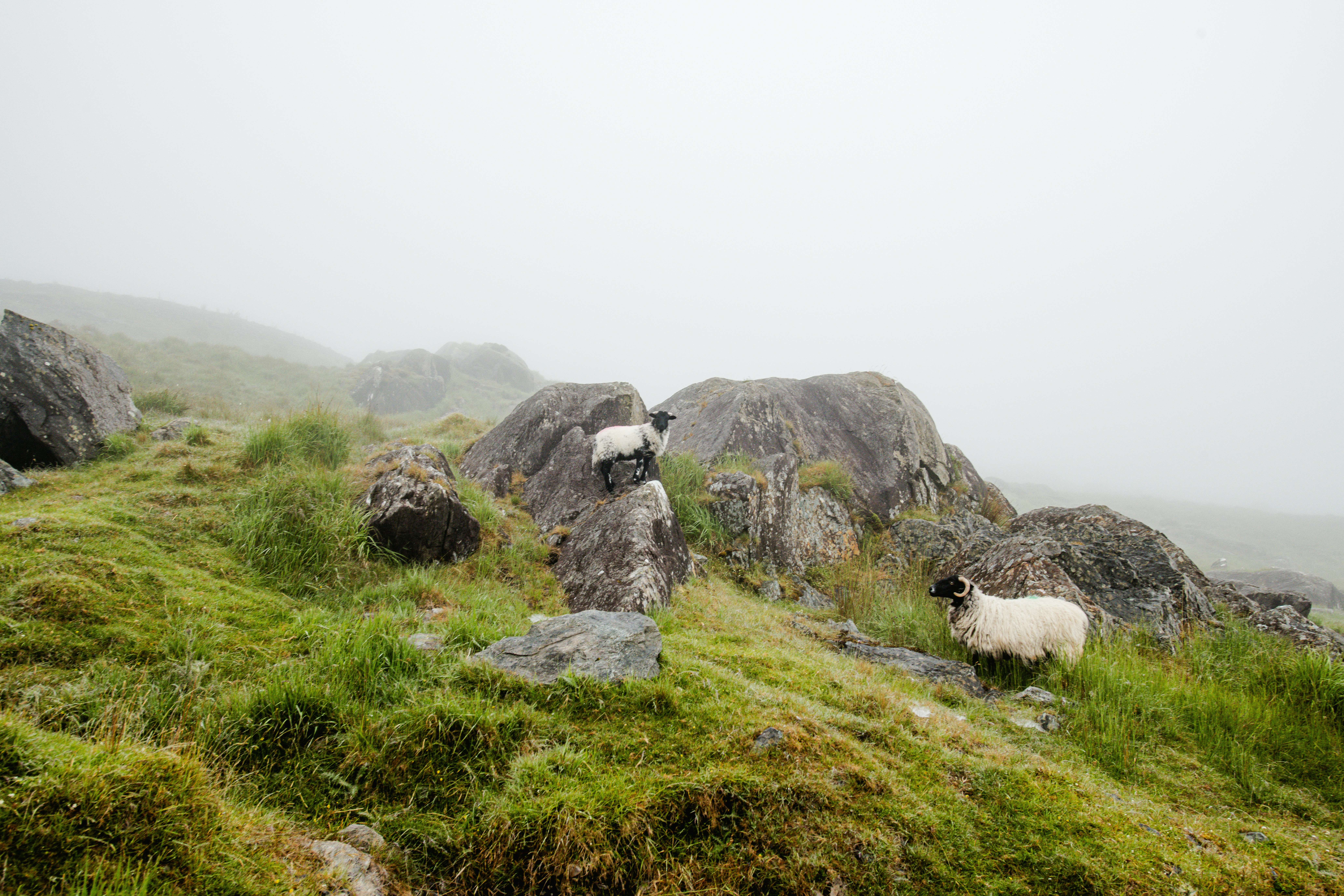 A couple of sheep standing on top of a lush green hillside