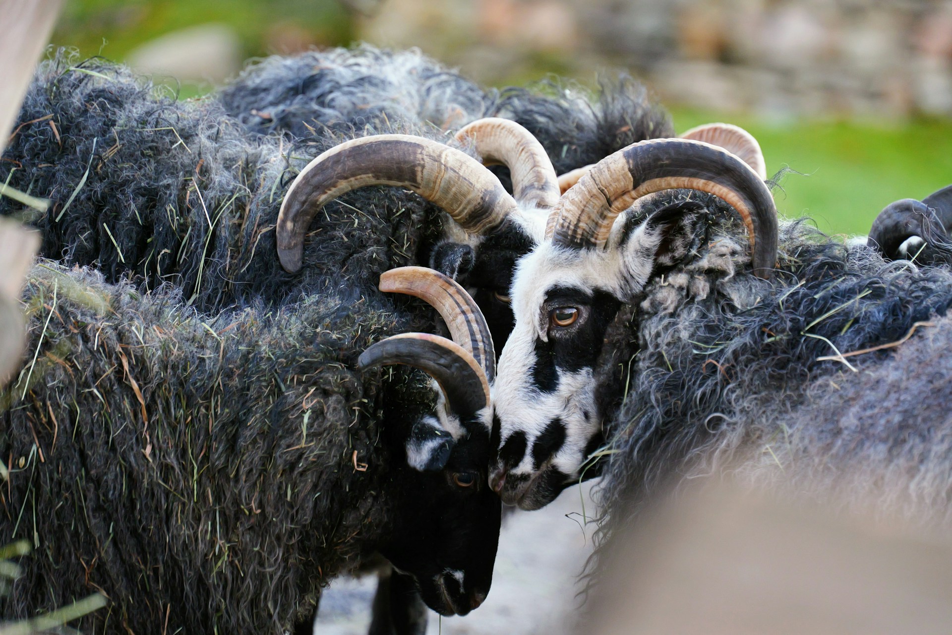 A herd of black and white goats standing next to each other