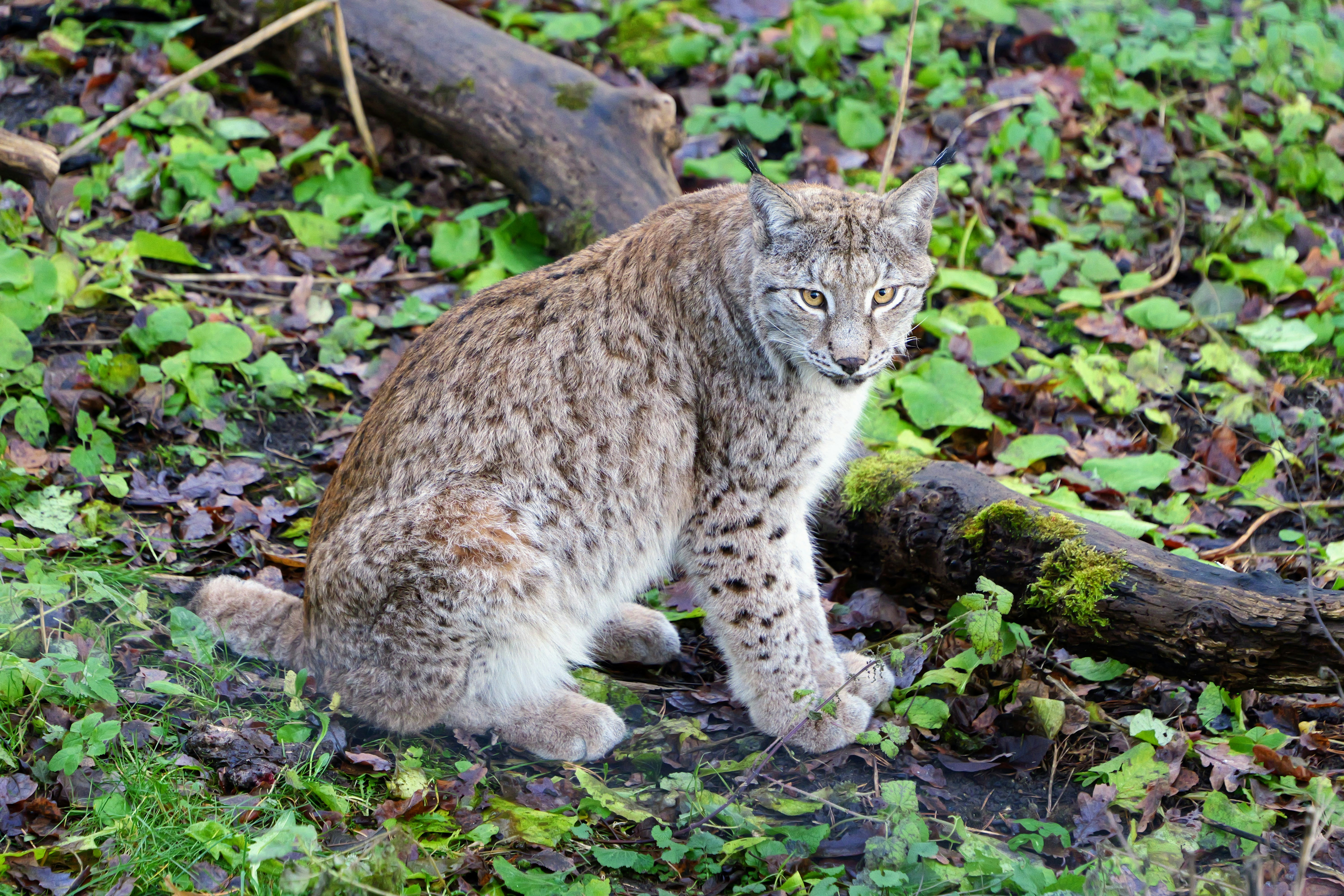 A Tail Like a Rudder (image credits: unsplash)