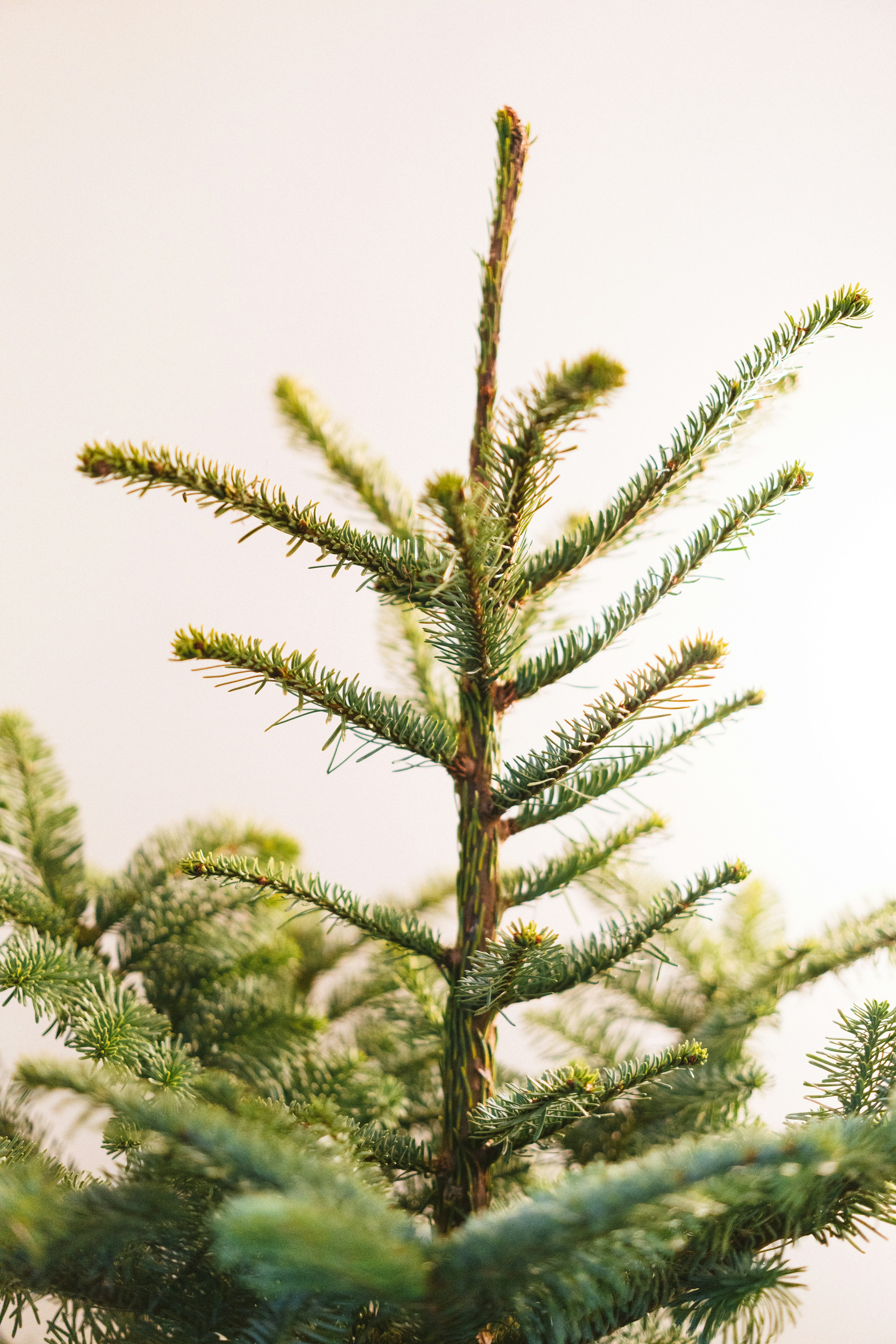 A close up of a small pine tree