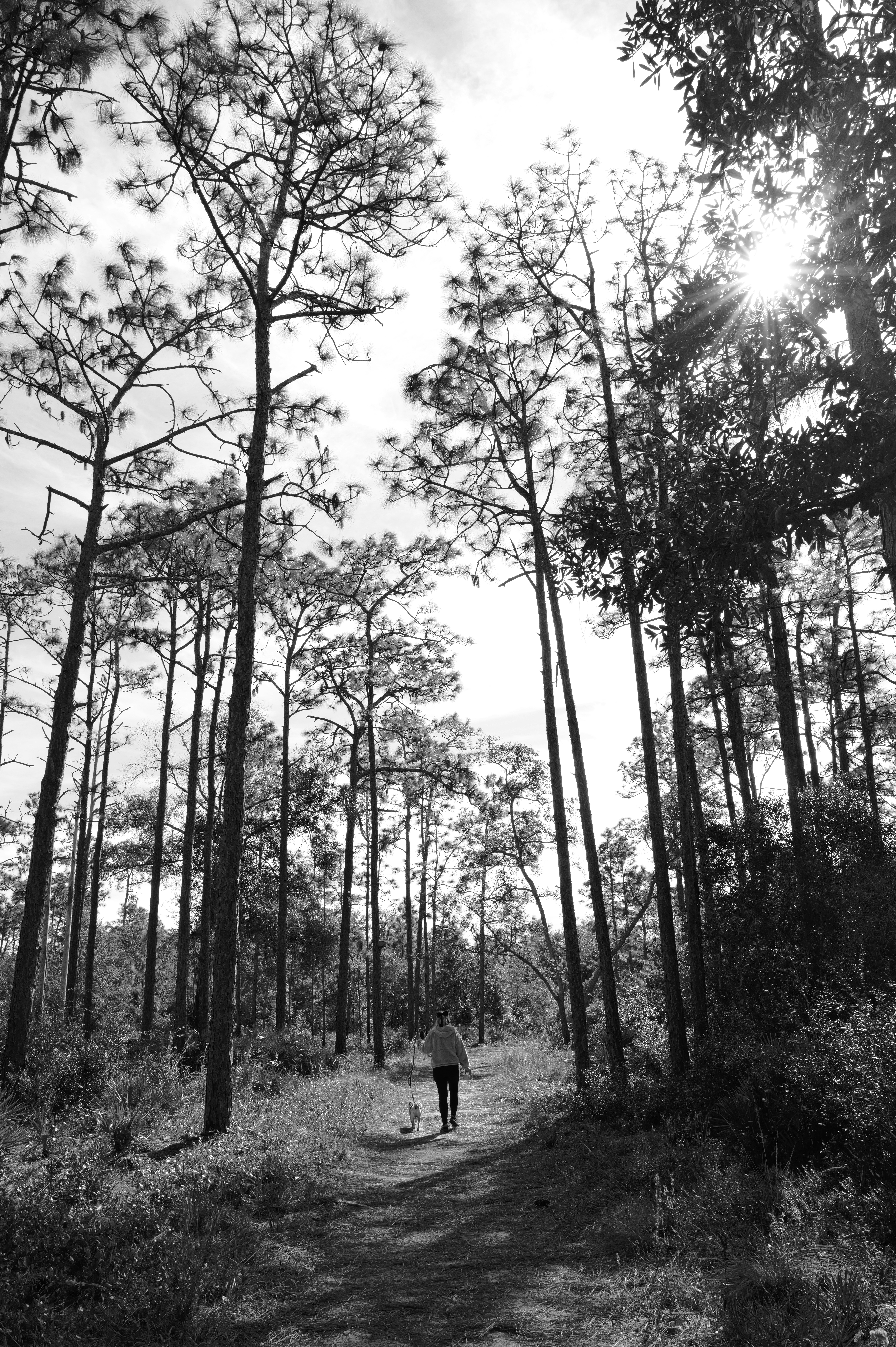 Ein Schwarz-Weiß-Foto einer Person, die im Wald spazieren geht