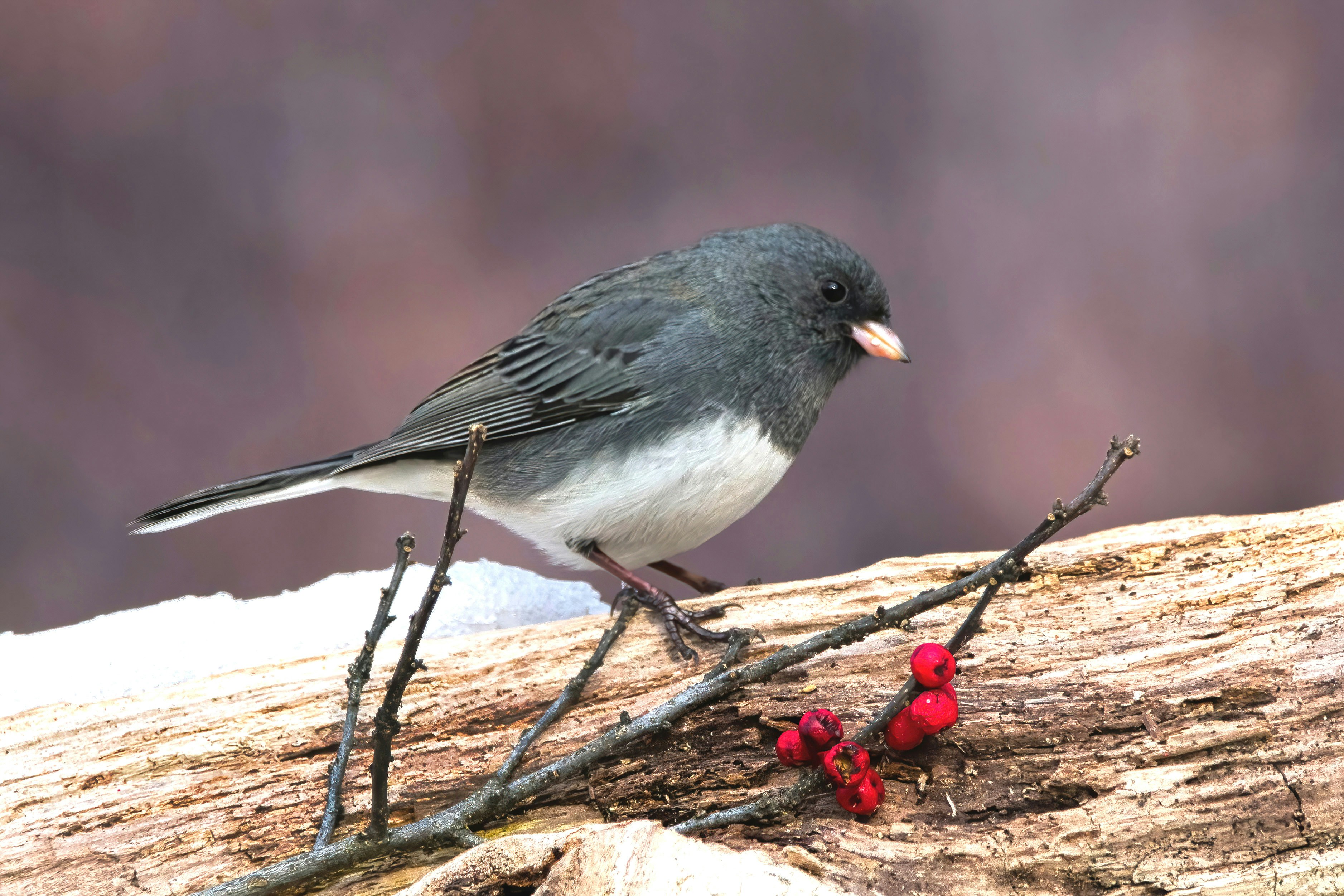 A small bird sitting on a branch with berries
