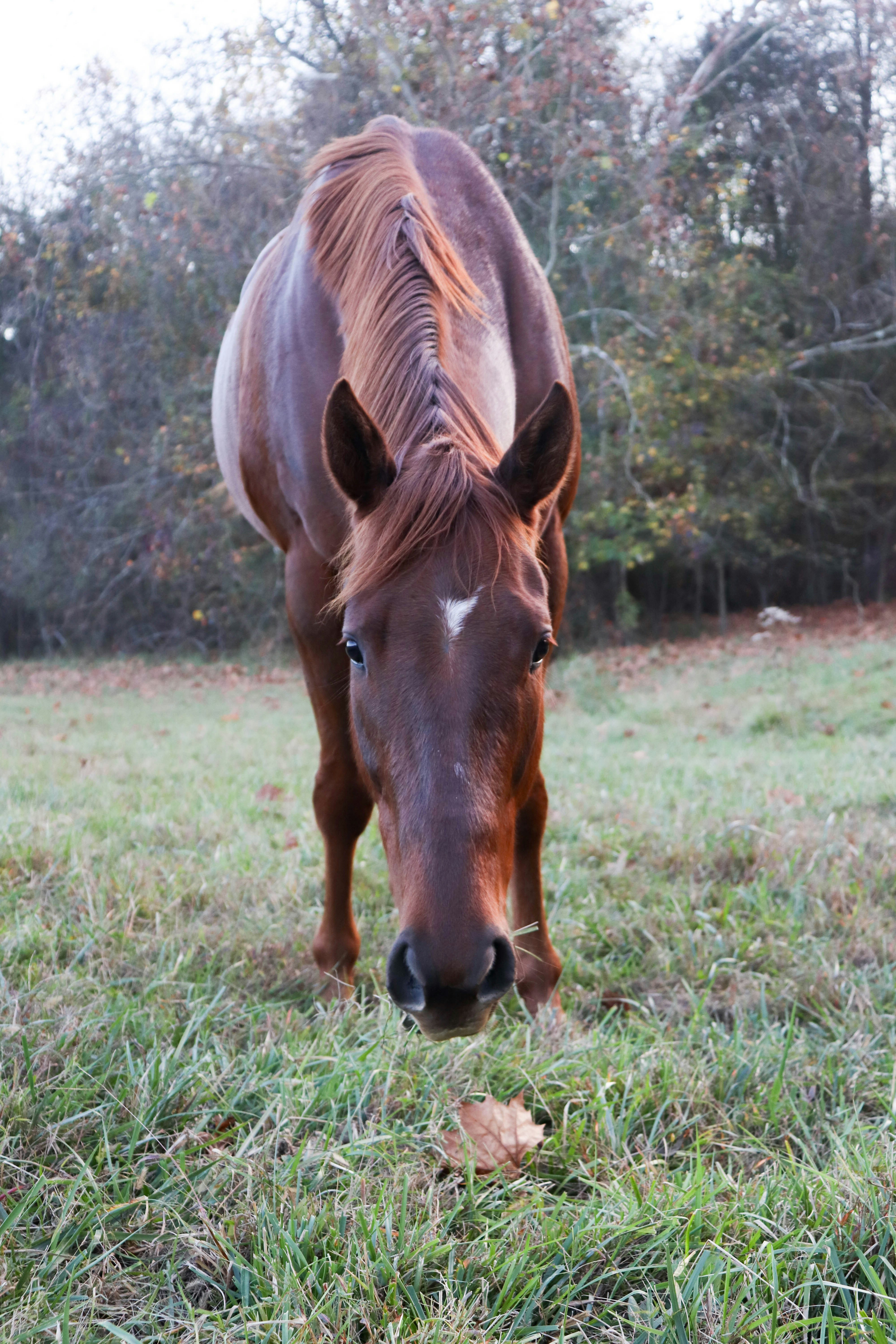 A brown horse standing on top of a lush green field