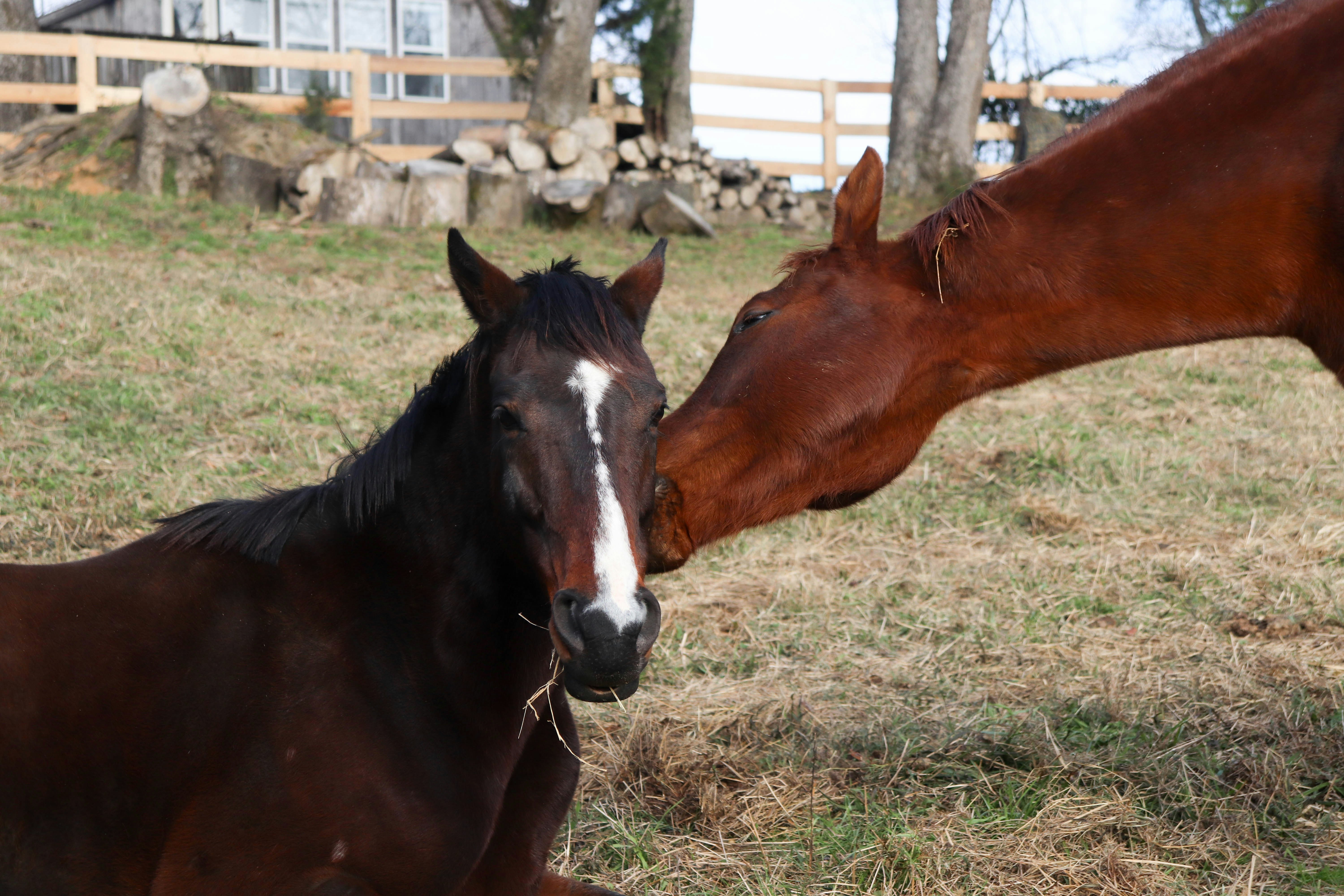 A brown horse and a brown and white horse in a field