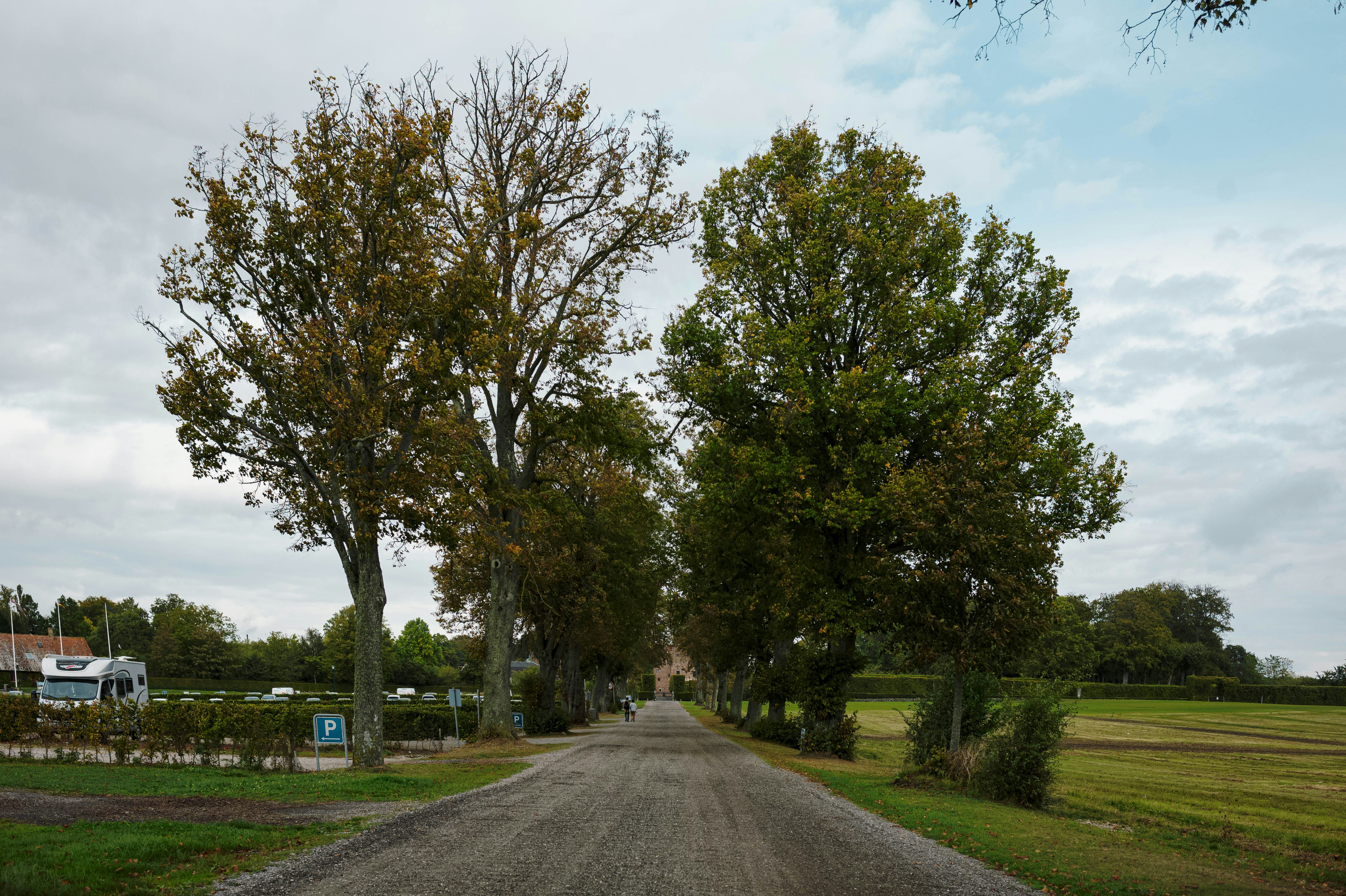 A dirt road with trees on both sides of it