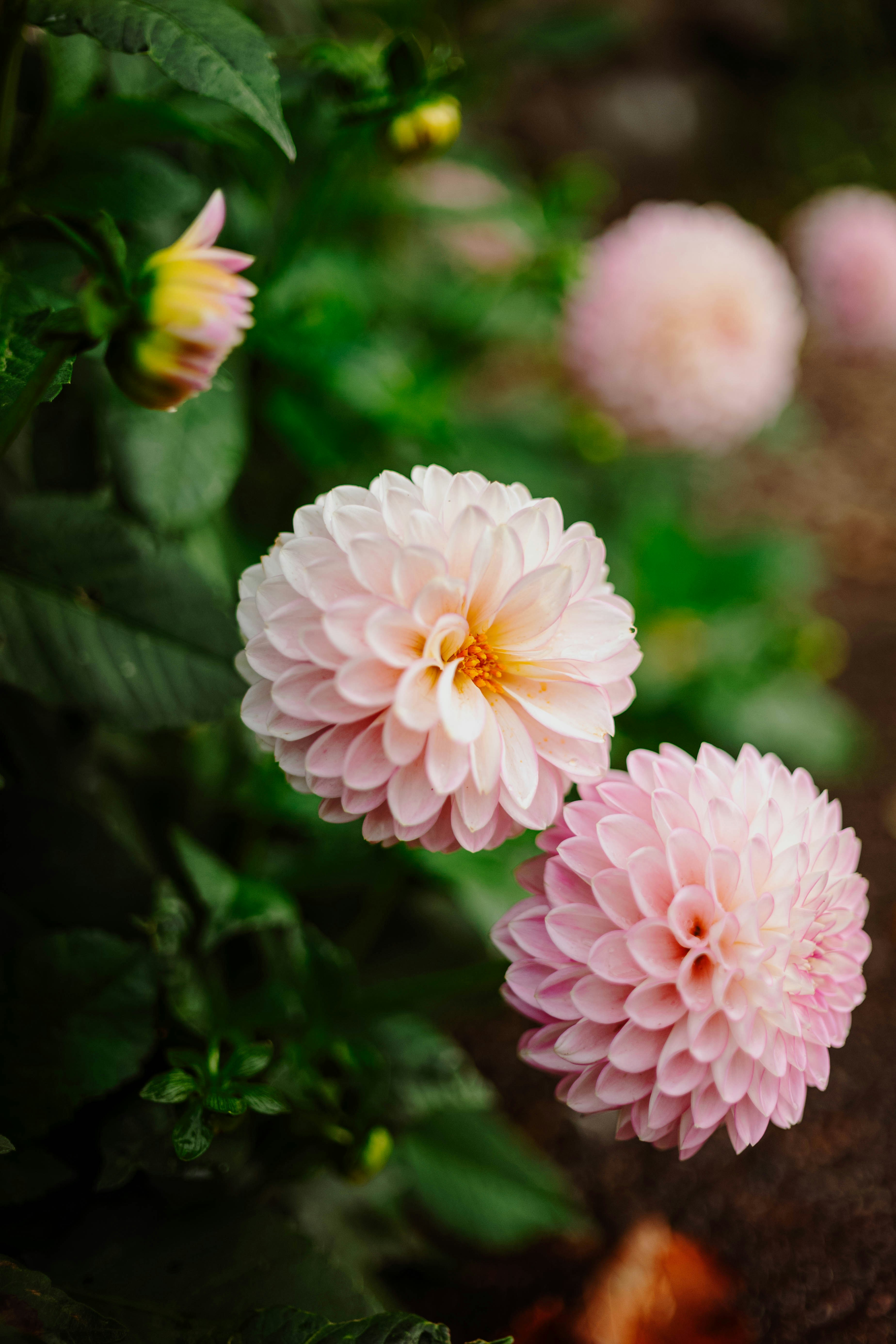 Photo by tommaomaoer