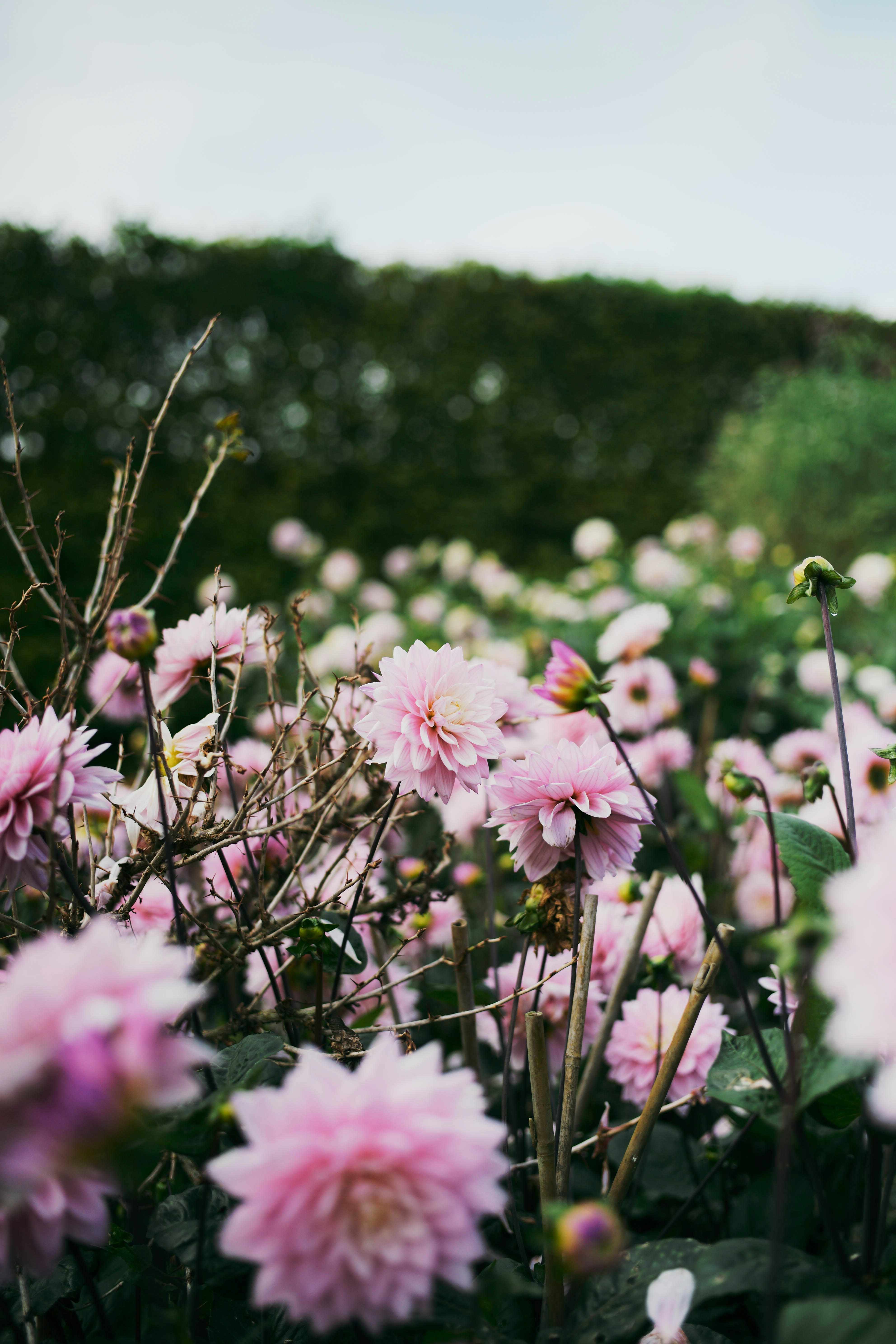 Photo by tommaomaoer