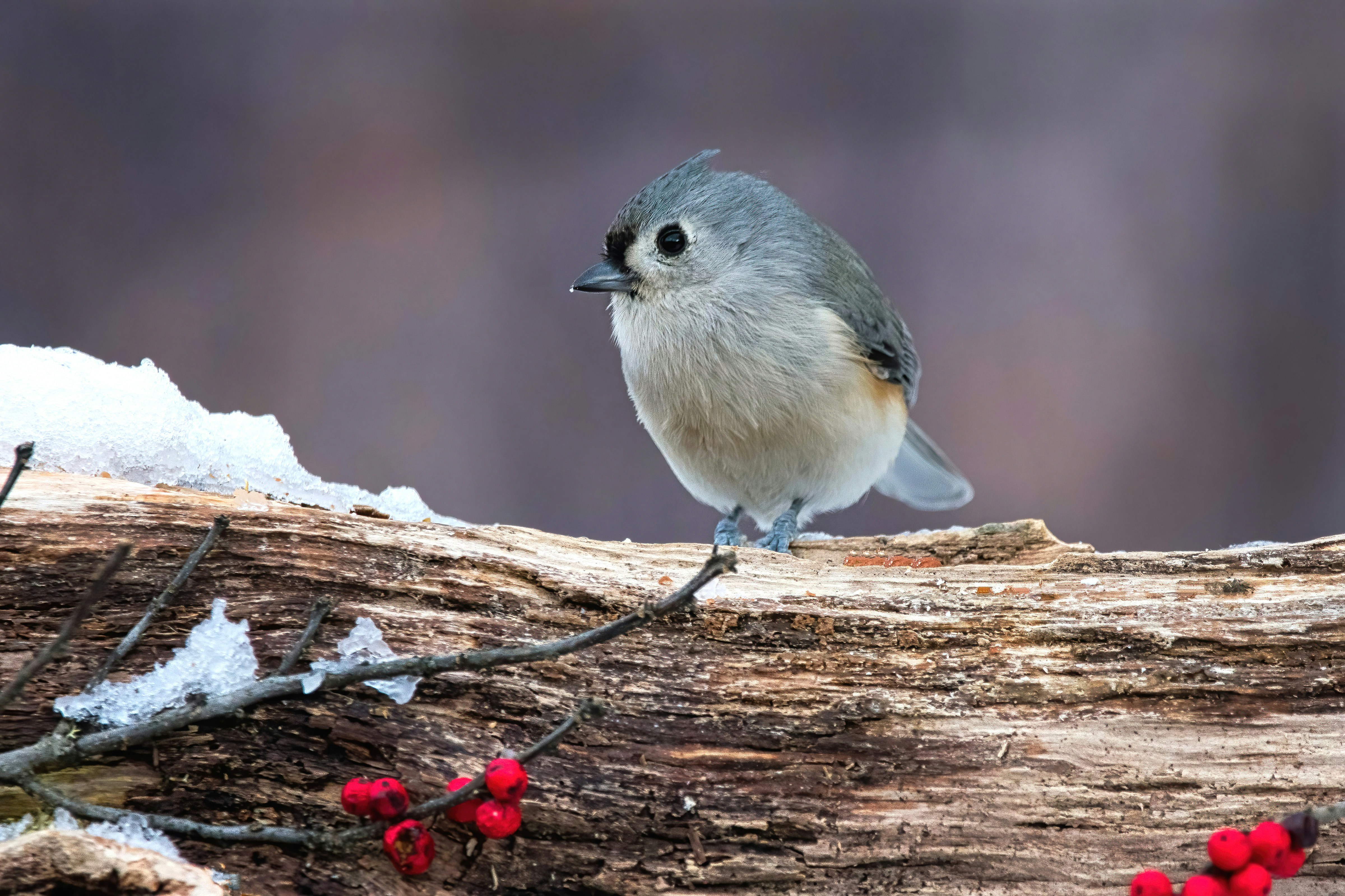 A small bird sitting on a branch with berries