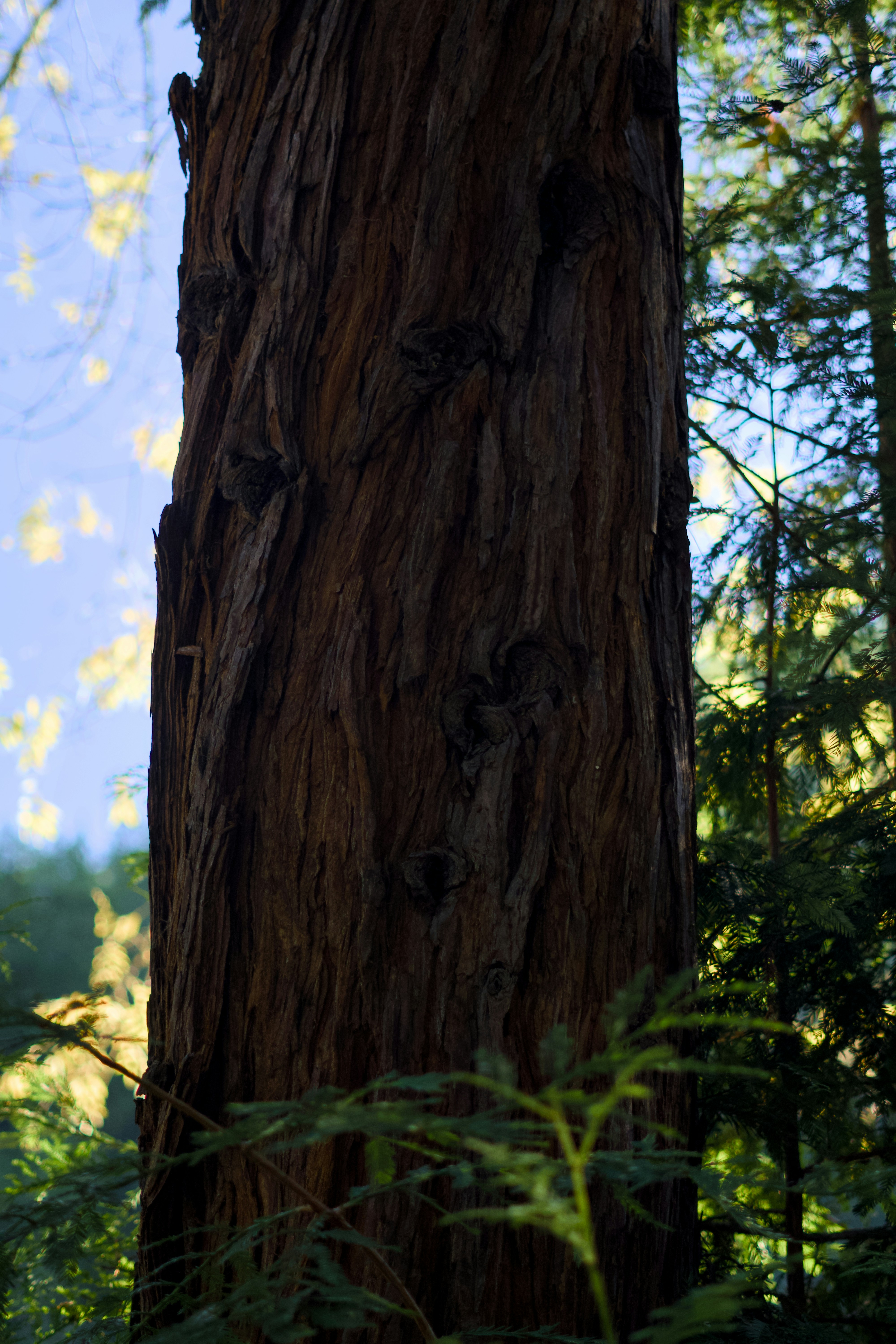 A bird perched on top of a tree in a forest